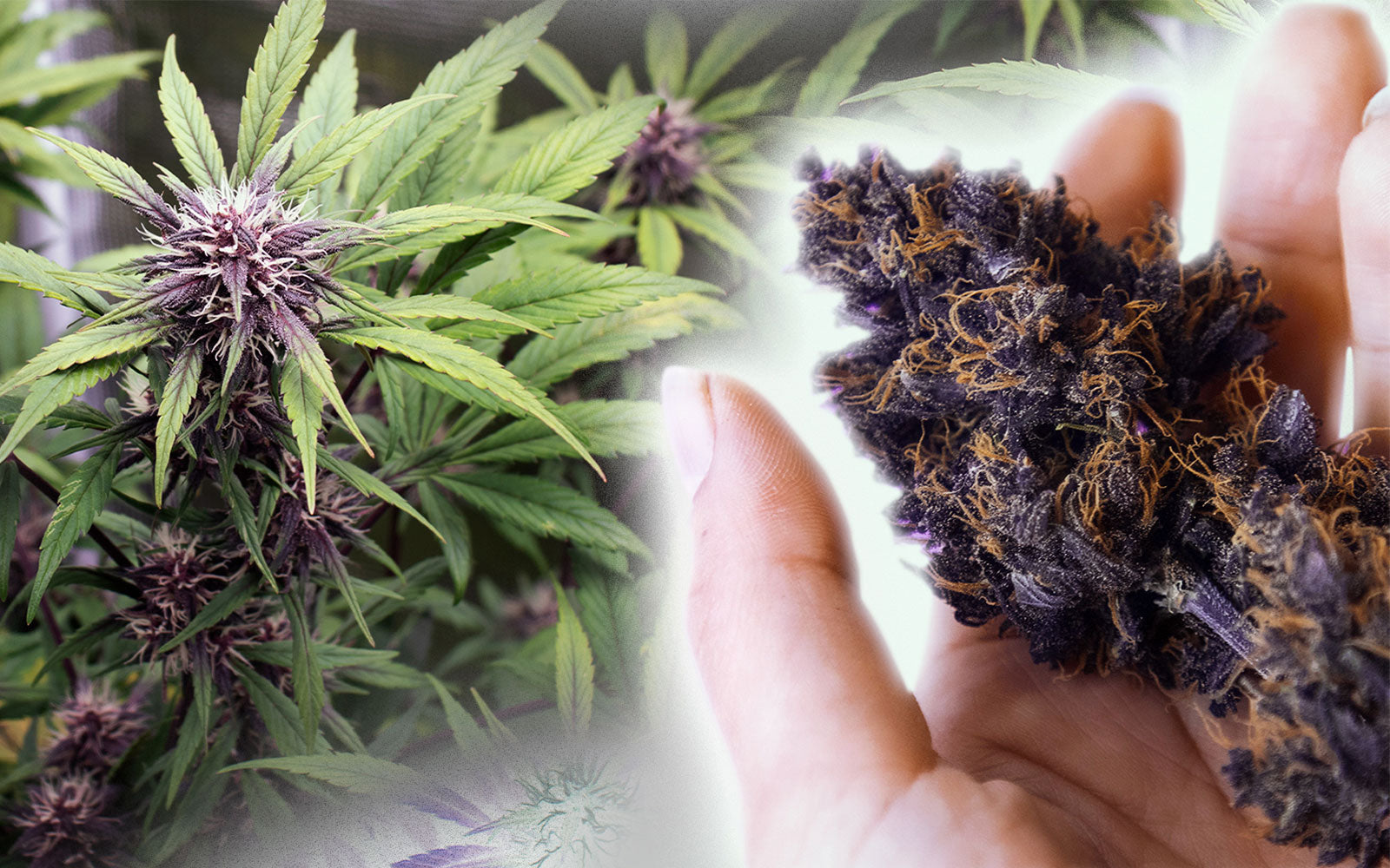 Cultivo de variedades autoflorecientes moradas de Sweet Seeds — seguimiento Dark Devil