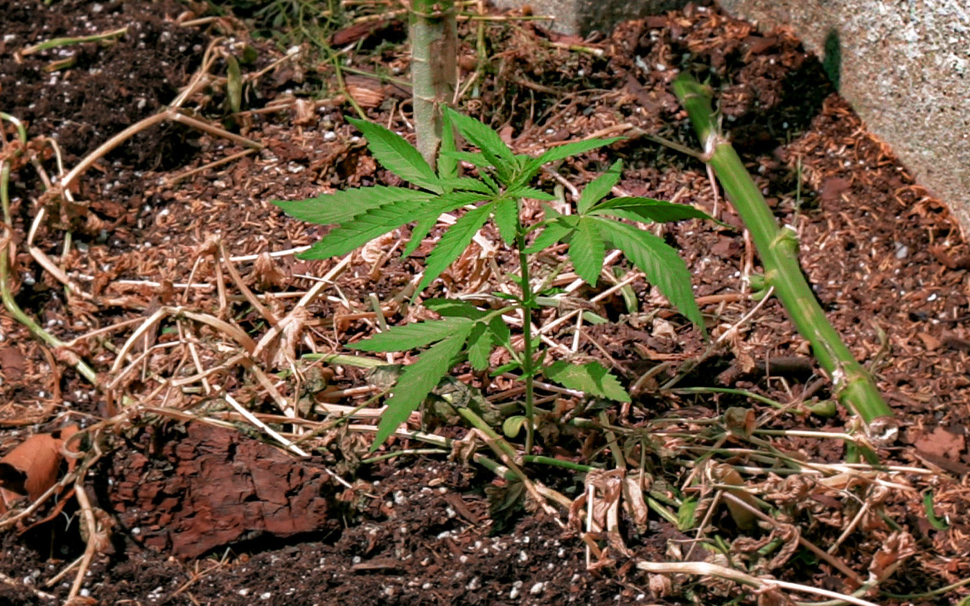 Mejora el suelo y controla plagas con el método JADAM