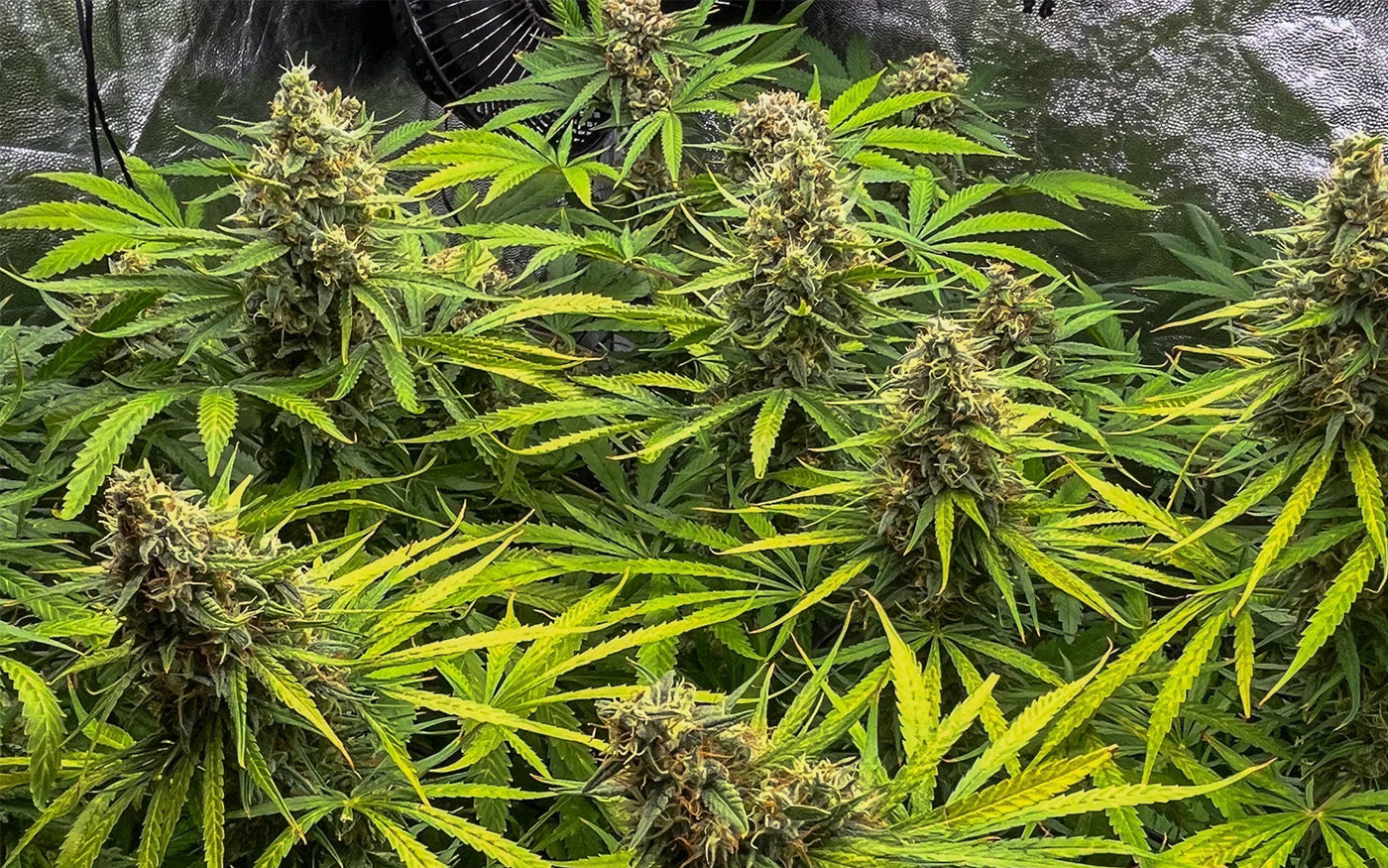 Cultivo Indoor Papaya Zoap F1 Fast Version Sweet Seeds