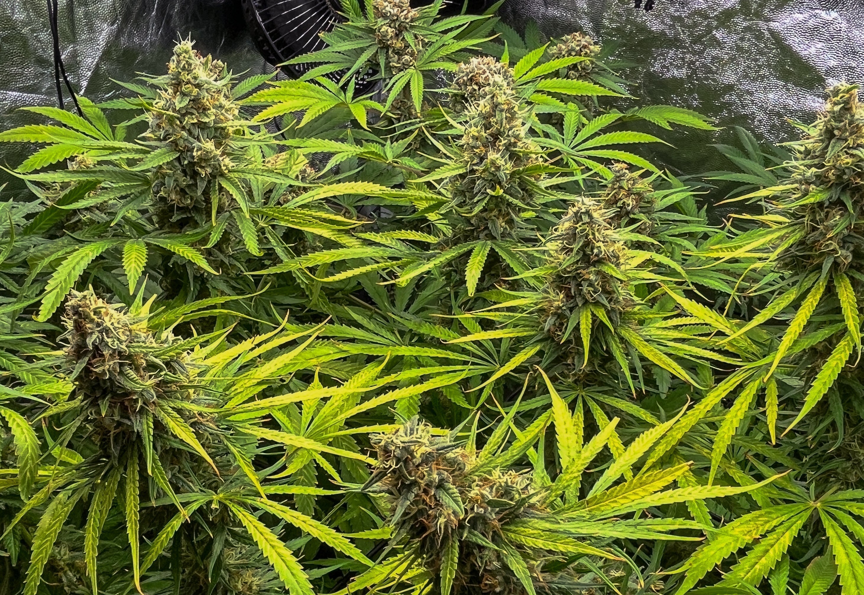 Cultivo 4 plantas con LST en 3 Meses