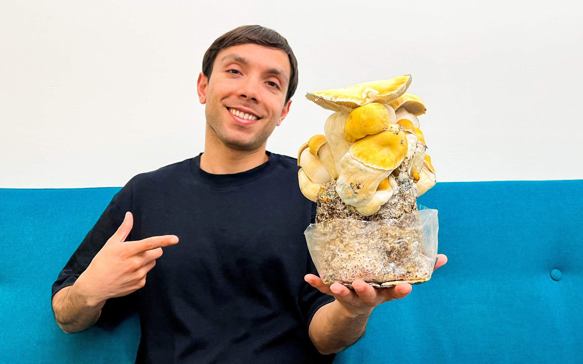 Cultivo Hongos Psilocibios