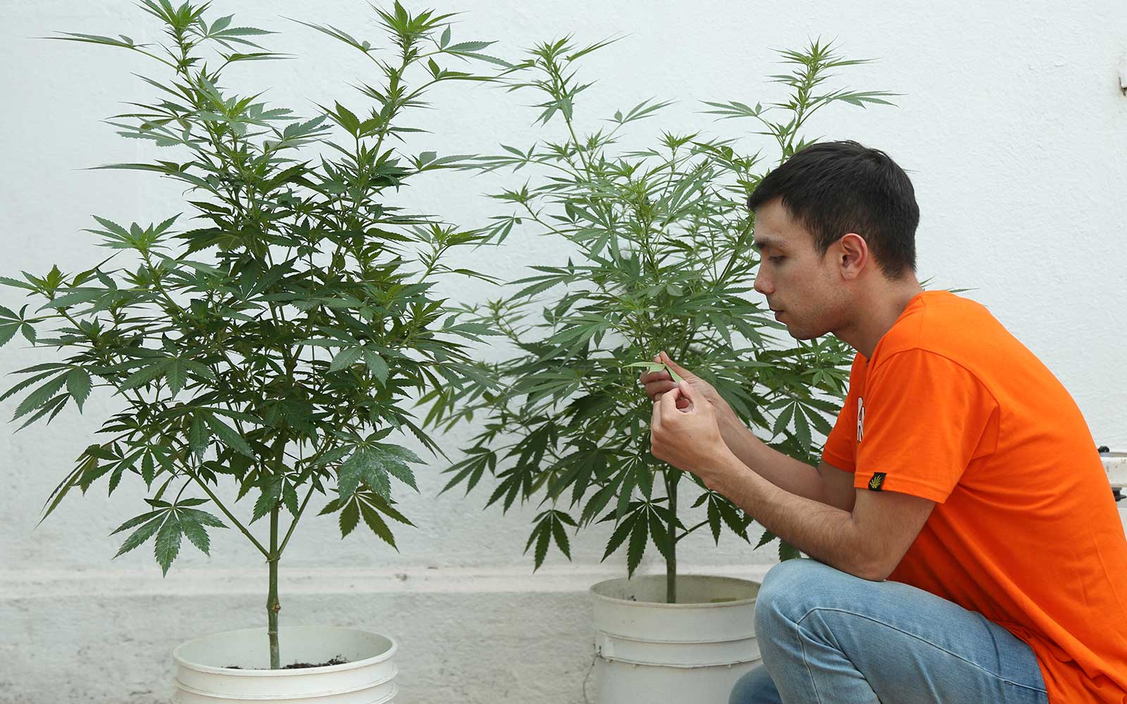 alt='' planta de marihuana con poda apical ''