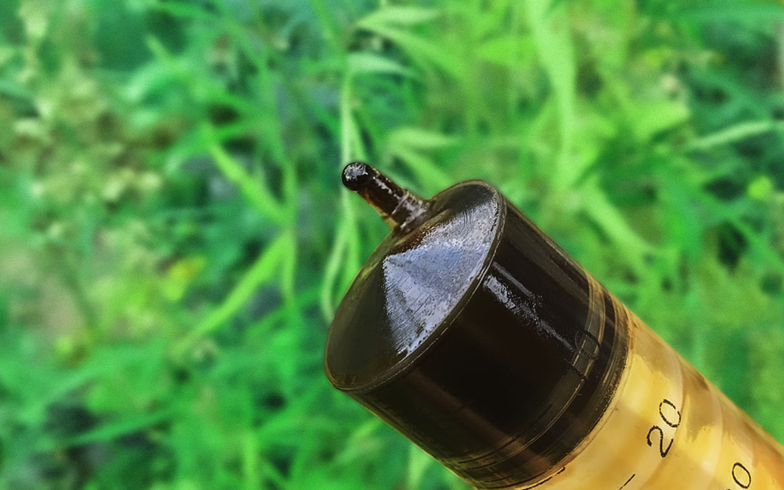 Aceite RSO de cannabis hecho en casa con alcohol etílico y cogollos