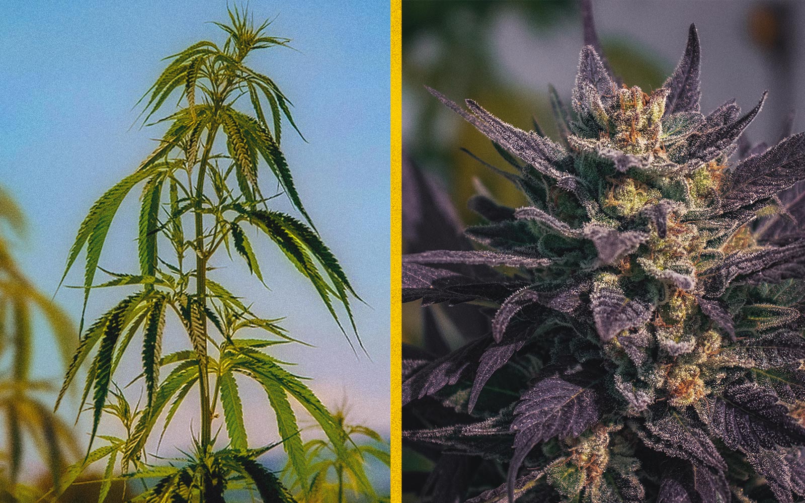 Diferencia entre cáñamo industrial y marihuana — THC, usos y legalidad