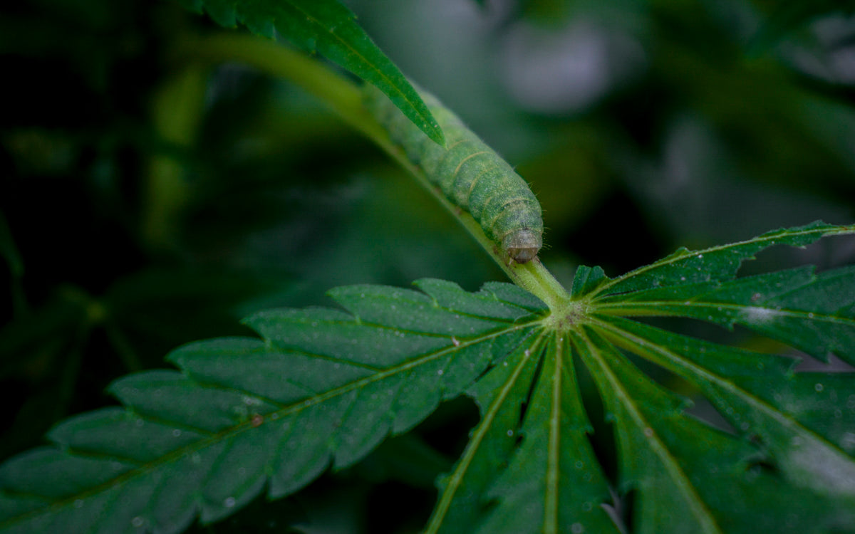 oruga (plaga) en una hoja de marihuana