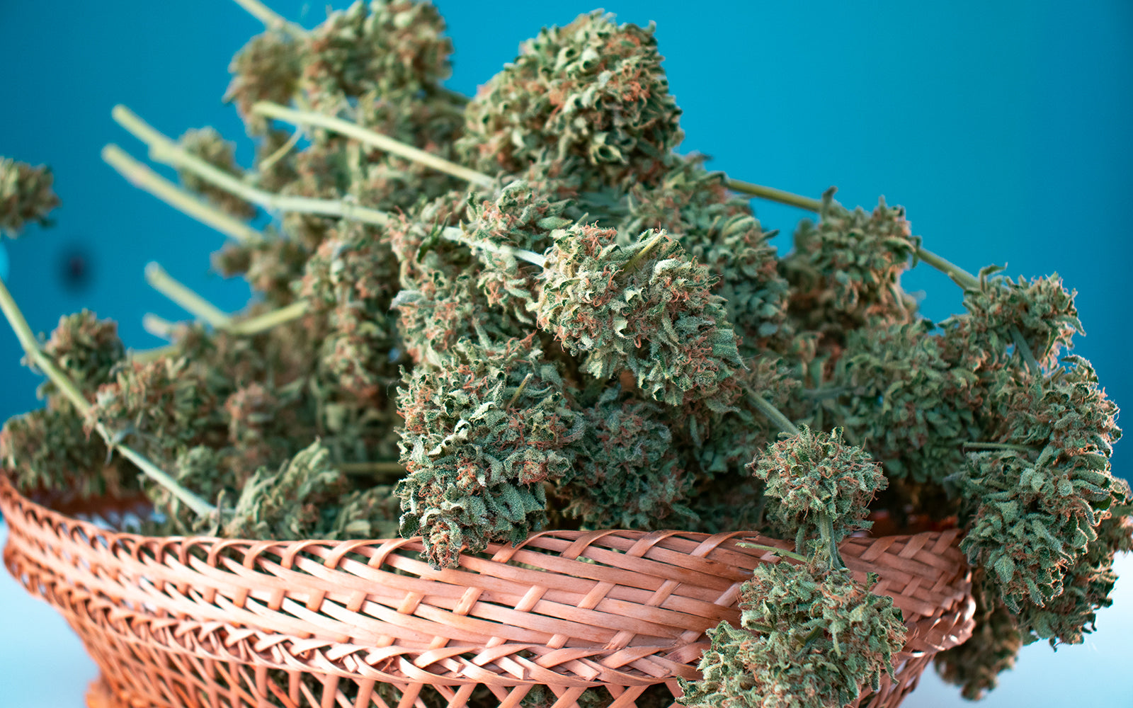 alt='' cogollos autofloreciente house of weed ''