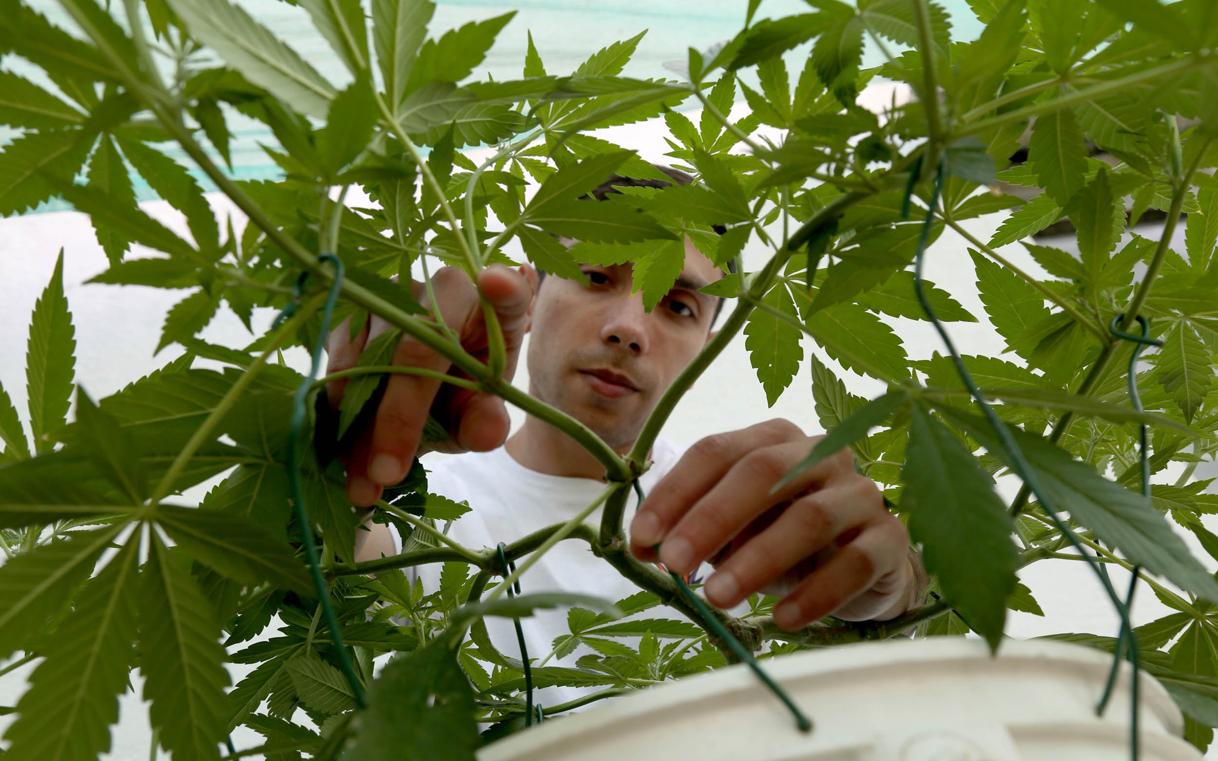 alt='' planta cannabis con main-lining ''.jpg