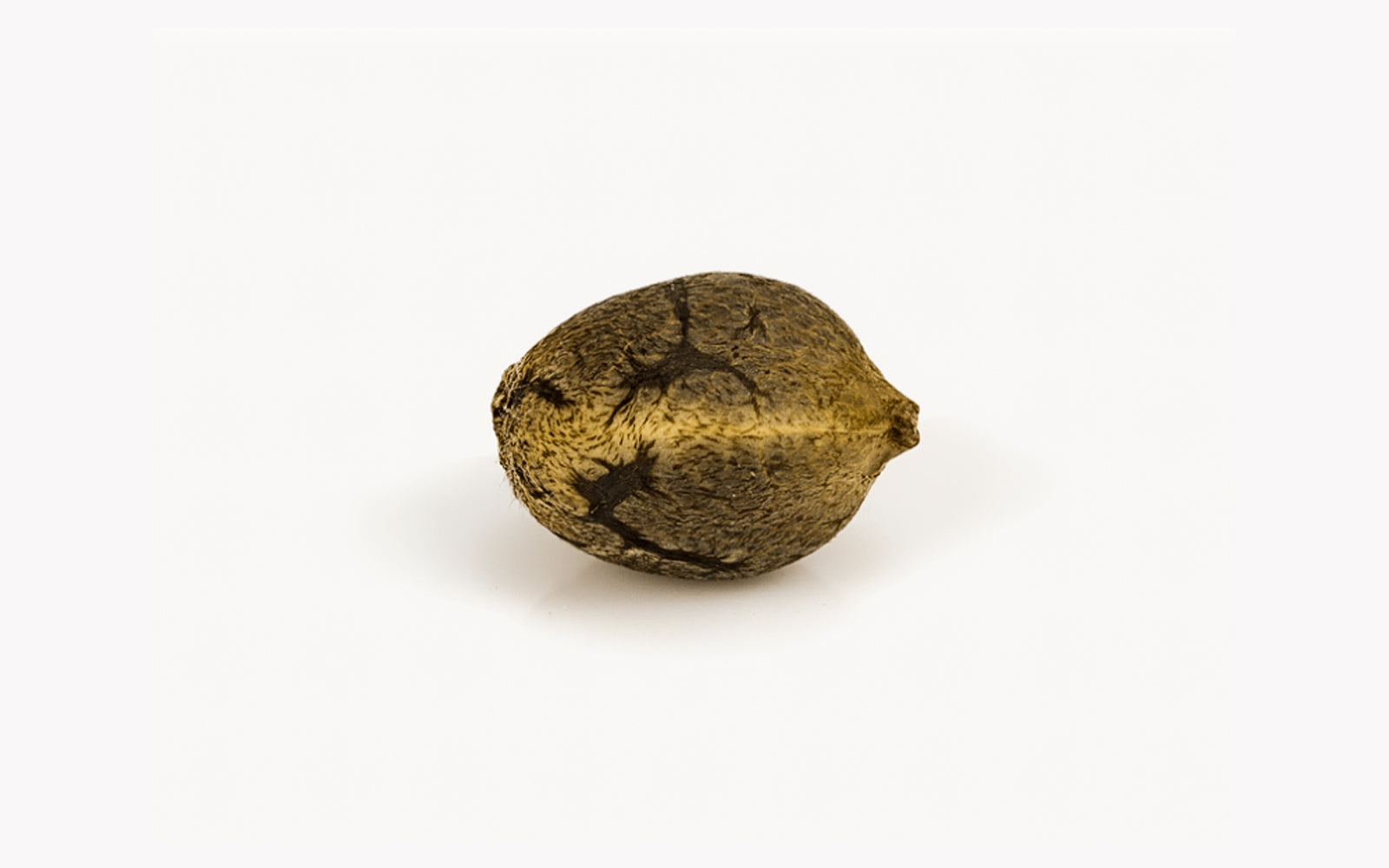 semilla de cannabis para germinar