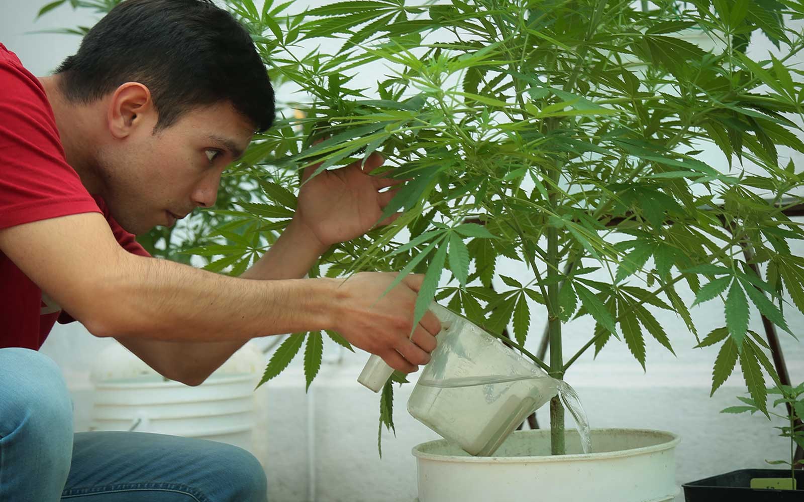 alt='' regando planta marihuana ''