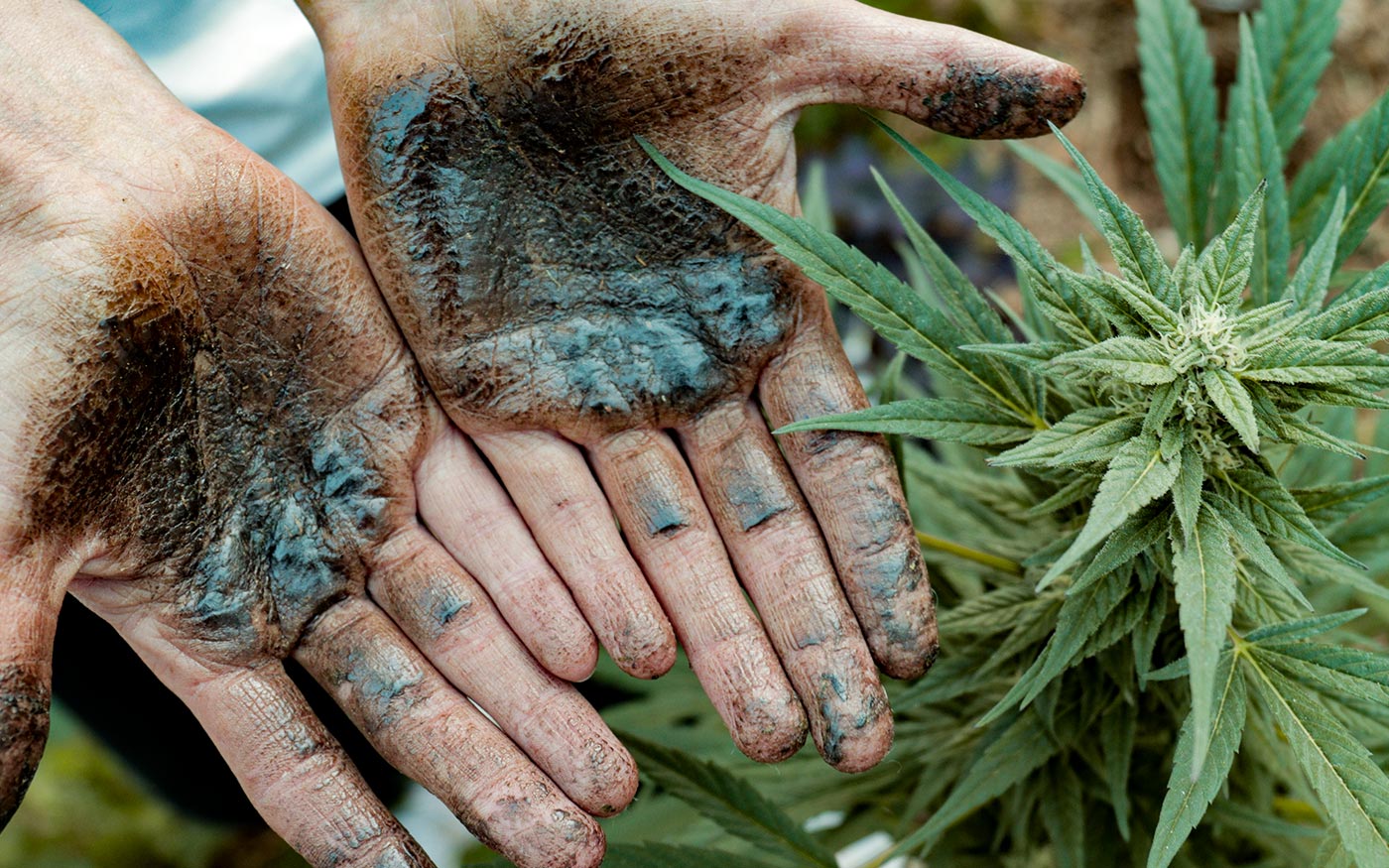 choras manos noé cultivo exterior cosecha 2022 houseofweed