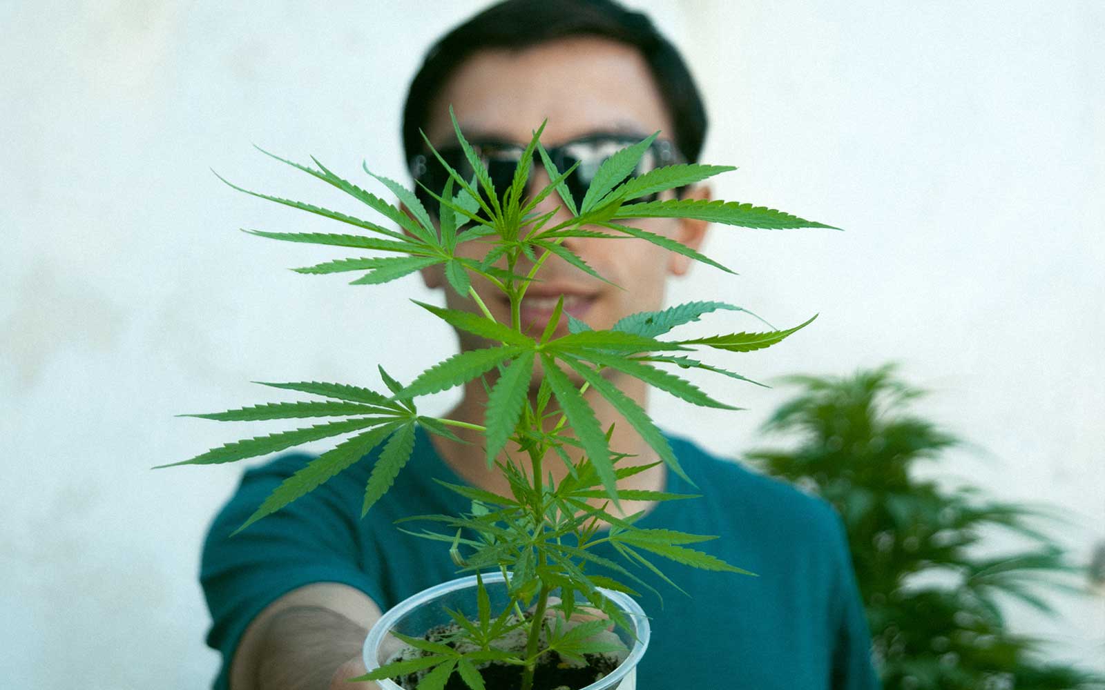 alt='' esquejes cannabis marihuana ''