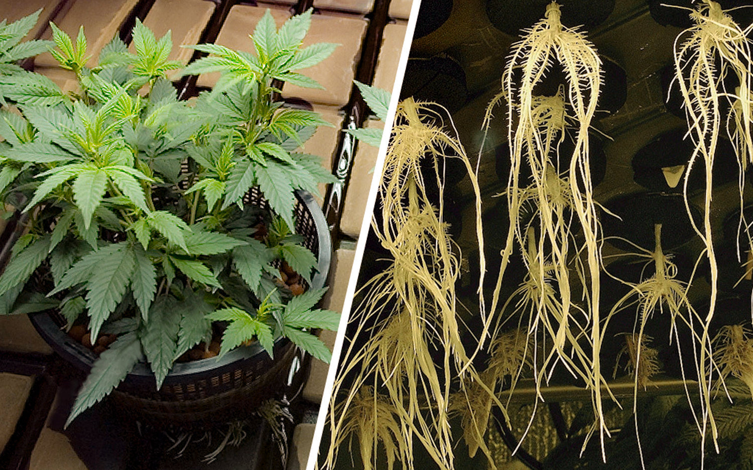 Guía de Cultivo Hidropónico en Cannabis