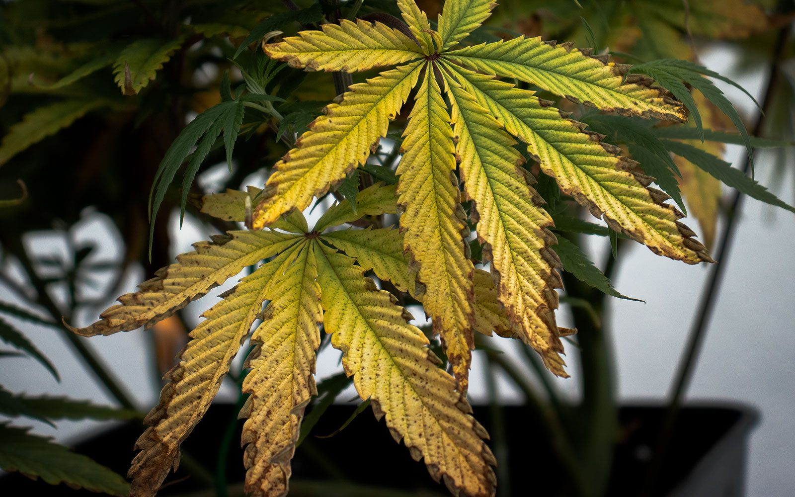 alt='' planta de marihuana con carencias ''