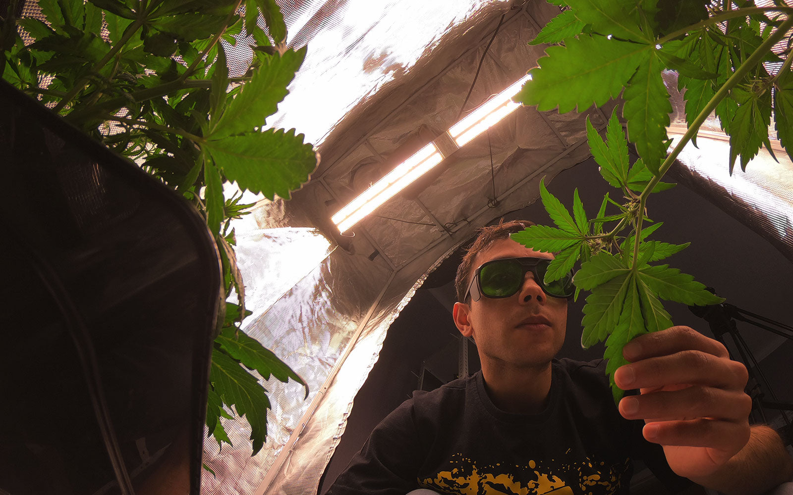 Plantas en un cultivo de interior con luz led