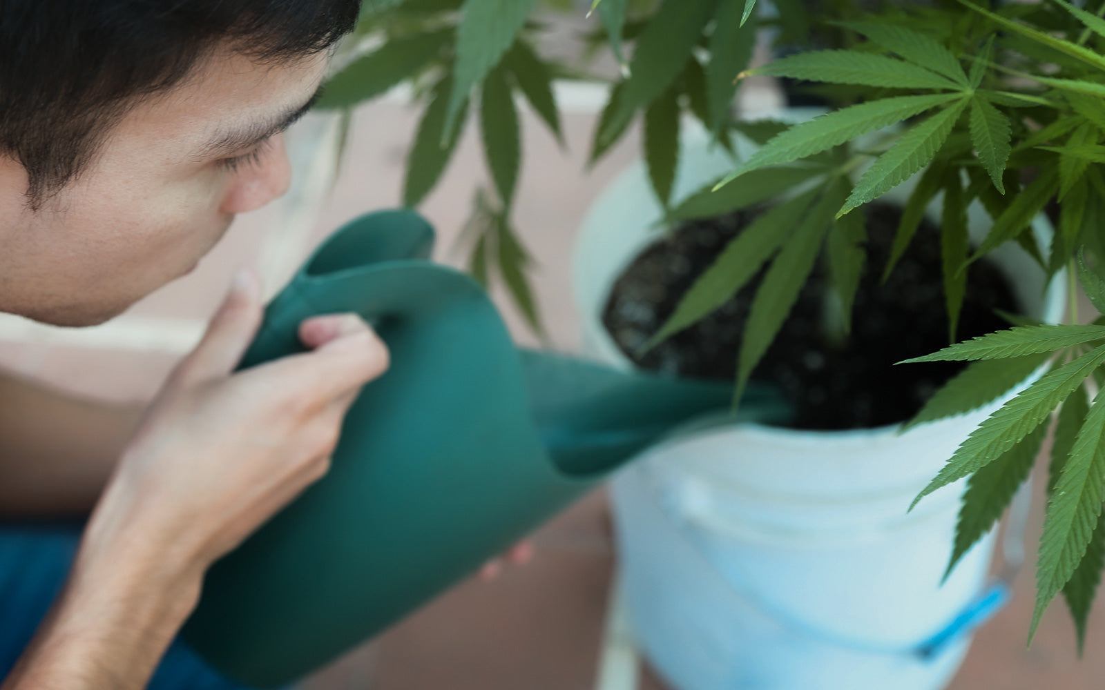 alt='' riego planta cannabis ''