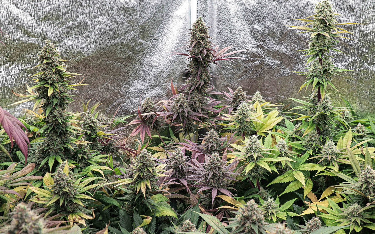 cultivo de cannabis indoo sweet seed cherry green poison Houseofweed