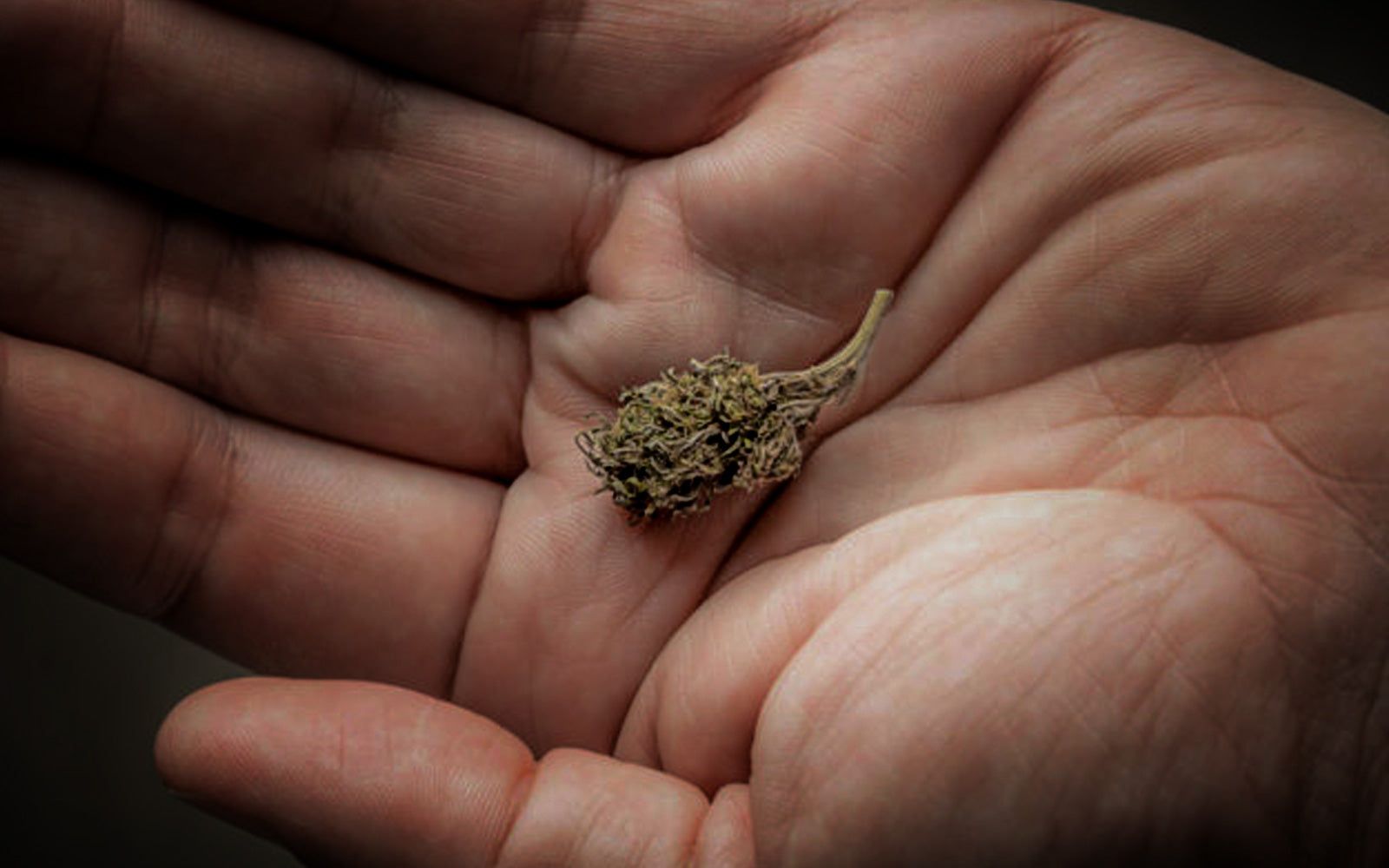 microdosis cannabis
