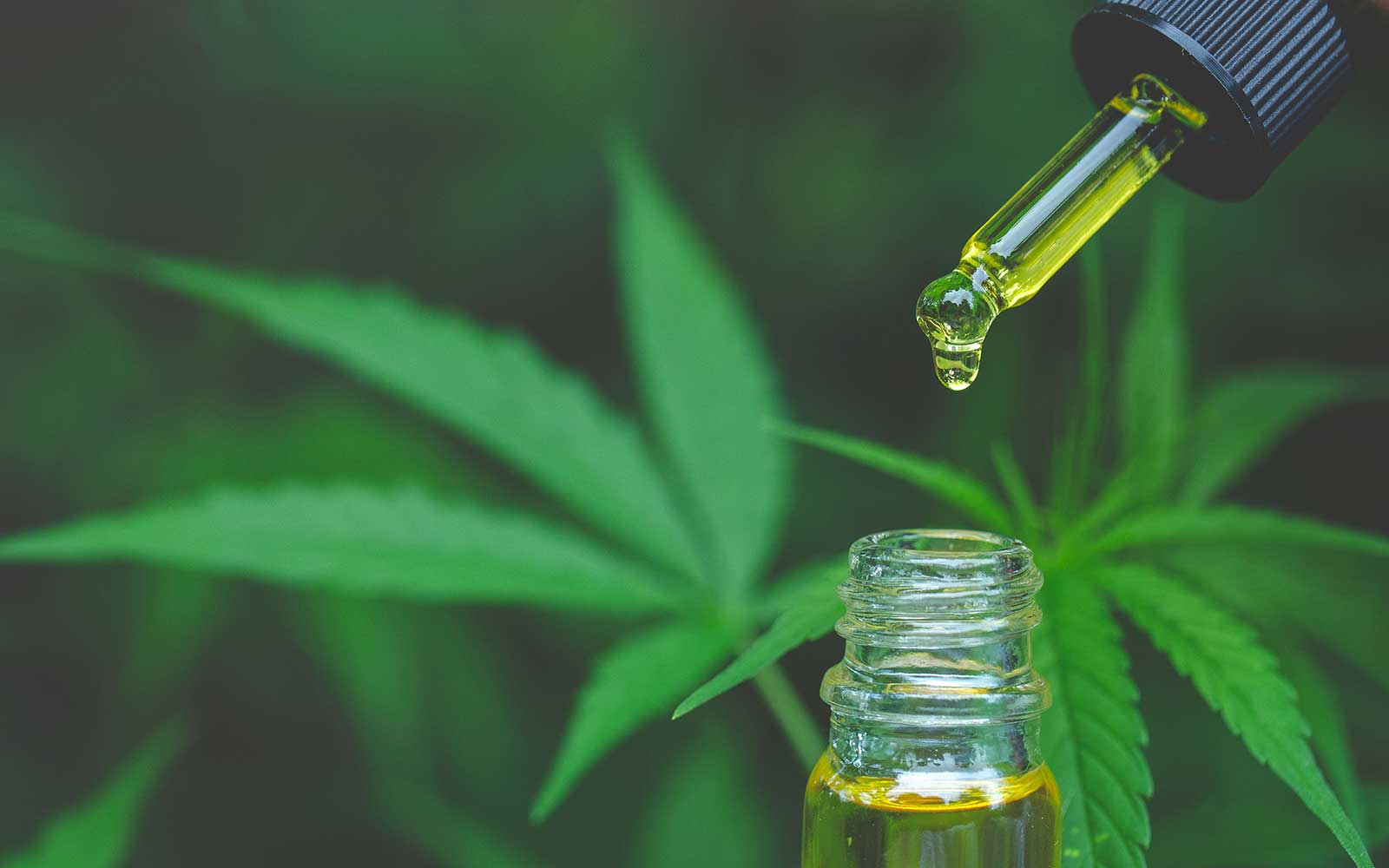 ¿Cannabis como tratamiento para el Cáncer?