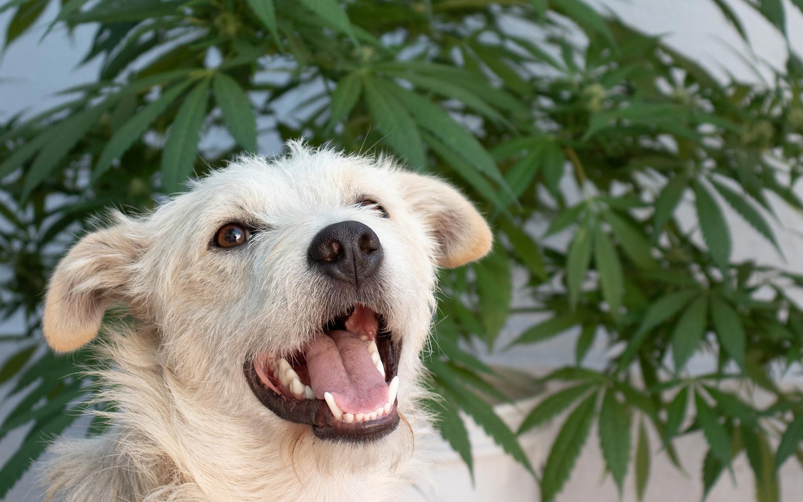 perro consumiendo aceite de CBD