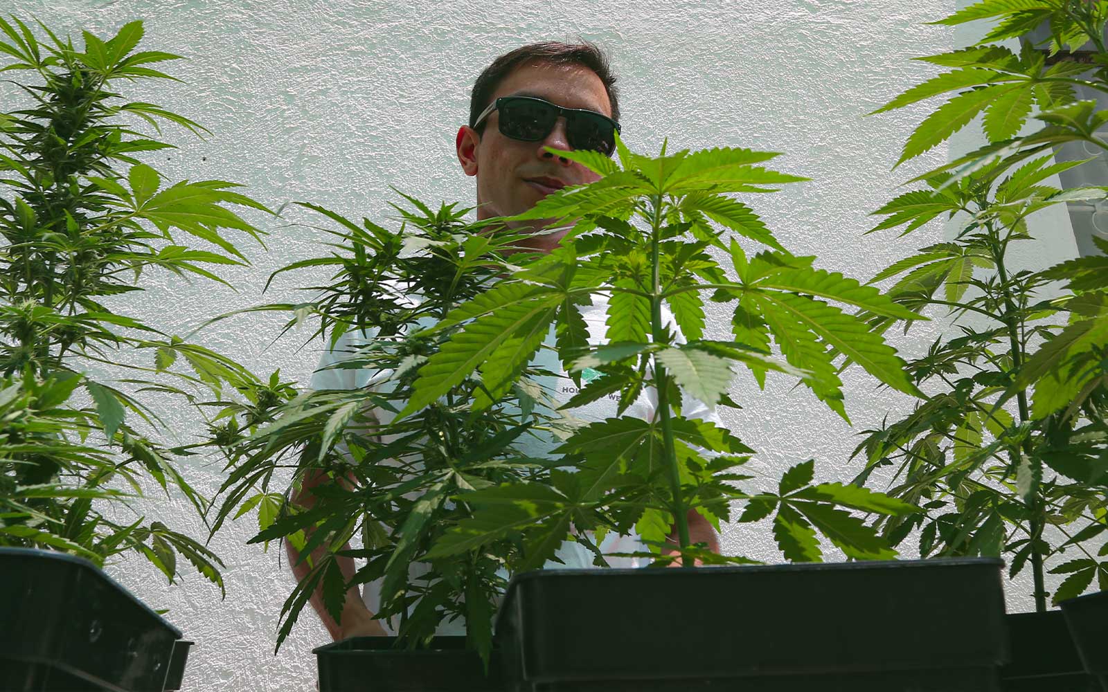 plantas de marihuana autofloreciente en exterior
