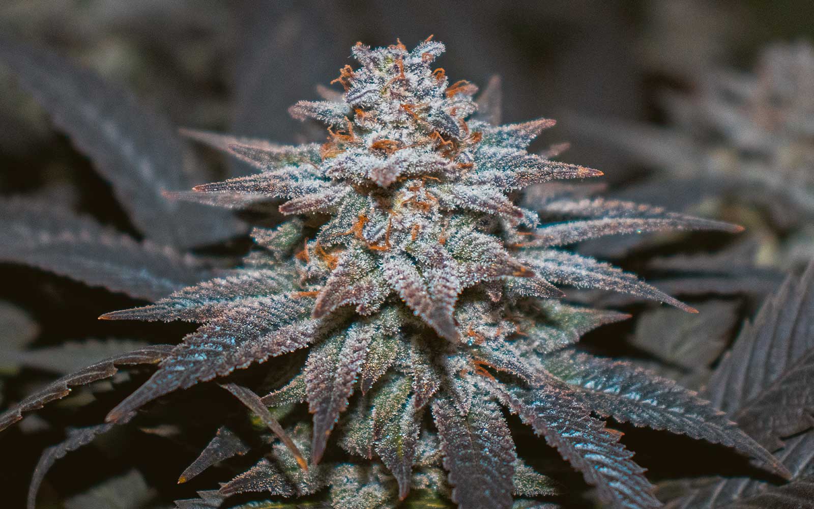 cogollo morado en interior