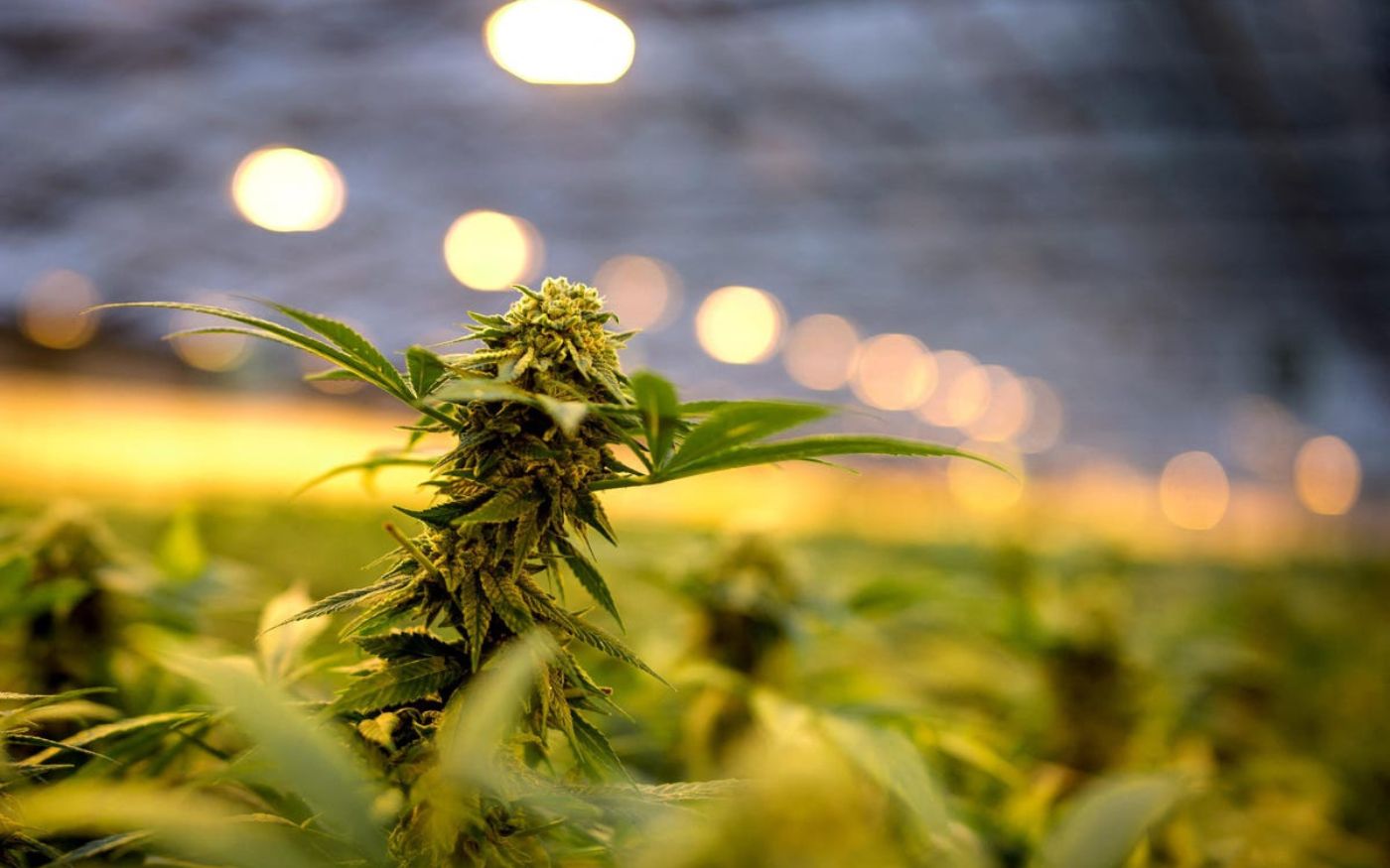 industria del cannabis 2022