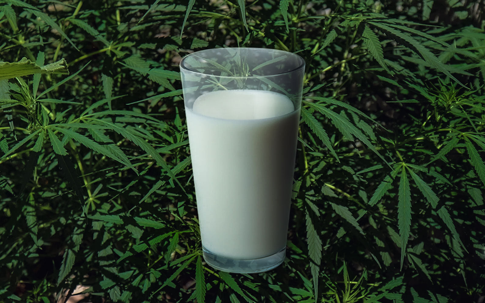 leche con mariuhana