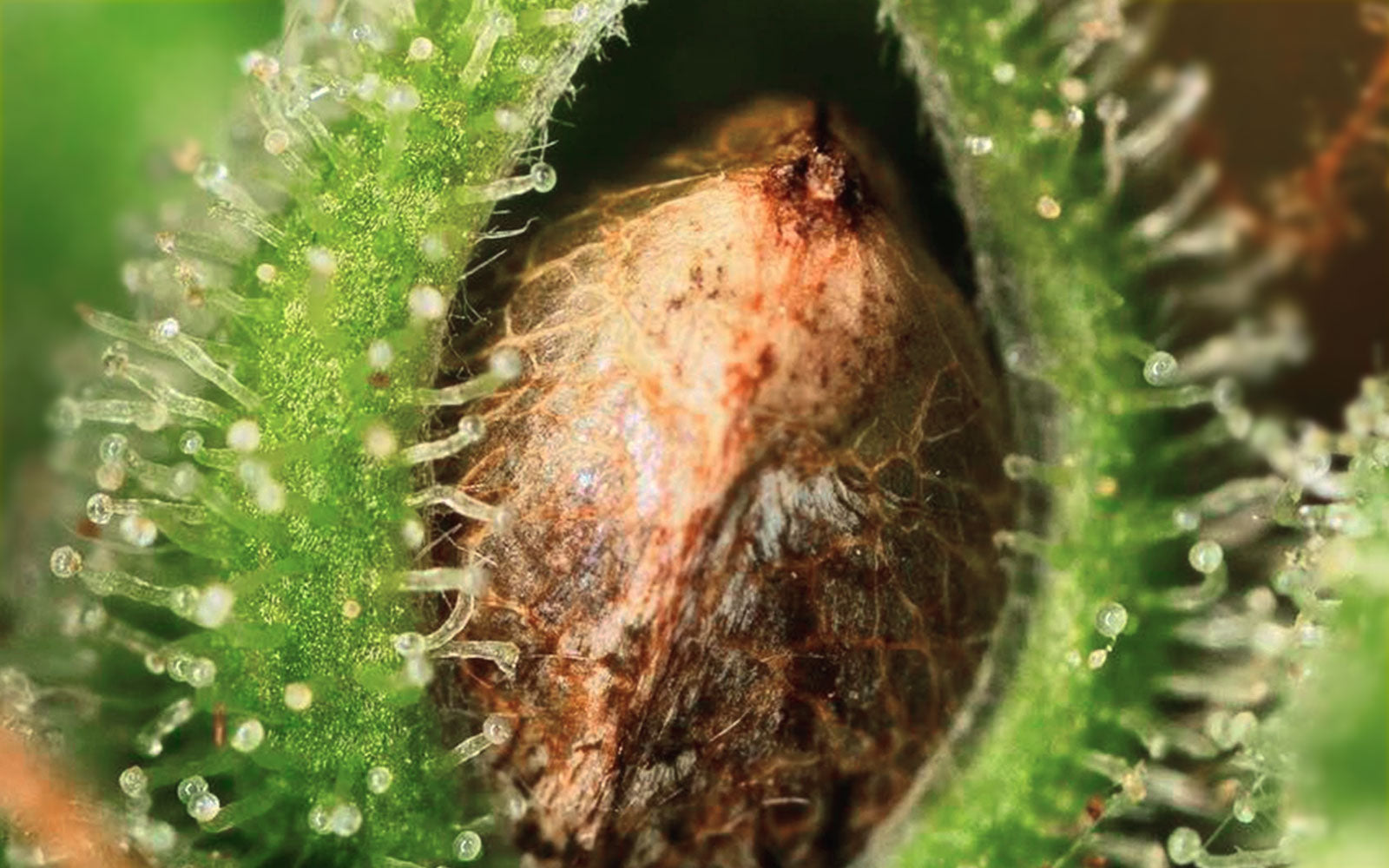 semilla en flor de cannabis polinizada