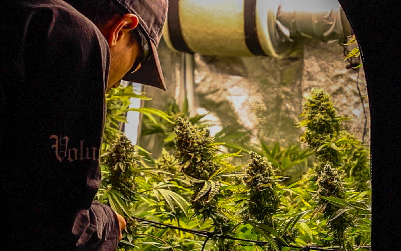 Del Bloqueo de Nutrientes a una Cosecha Épica con Monster Mix de Sweet Seeds®