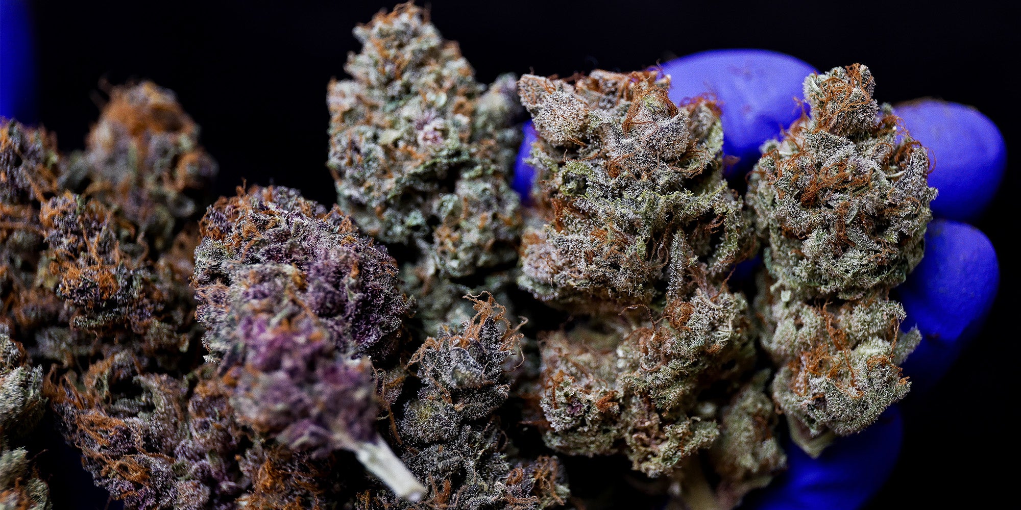banner semillas automatica Houseofweed