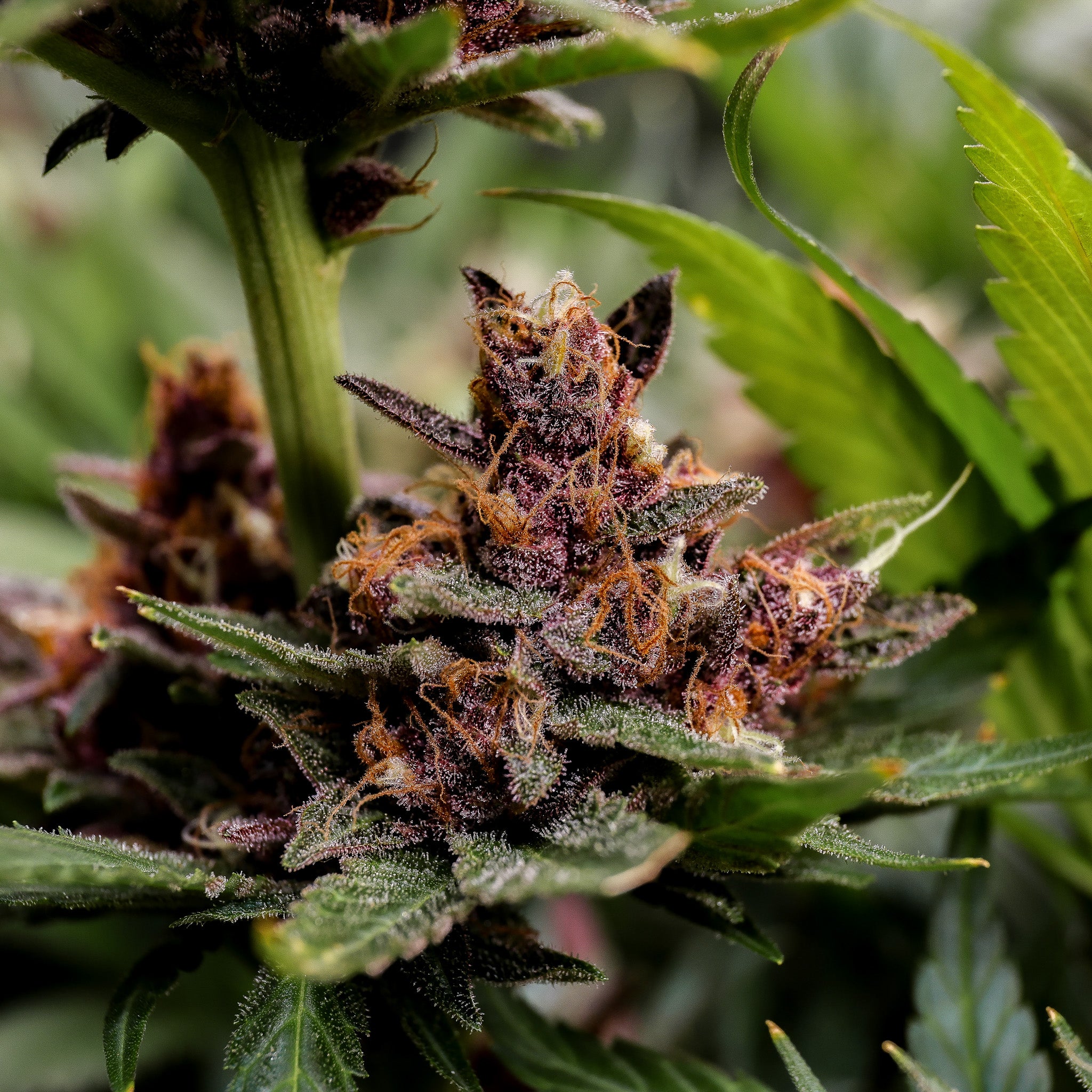 Black Muffin F1 Fast Version®