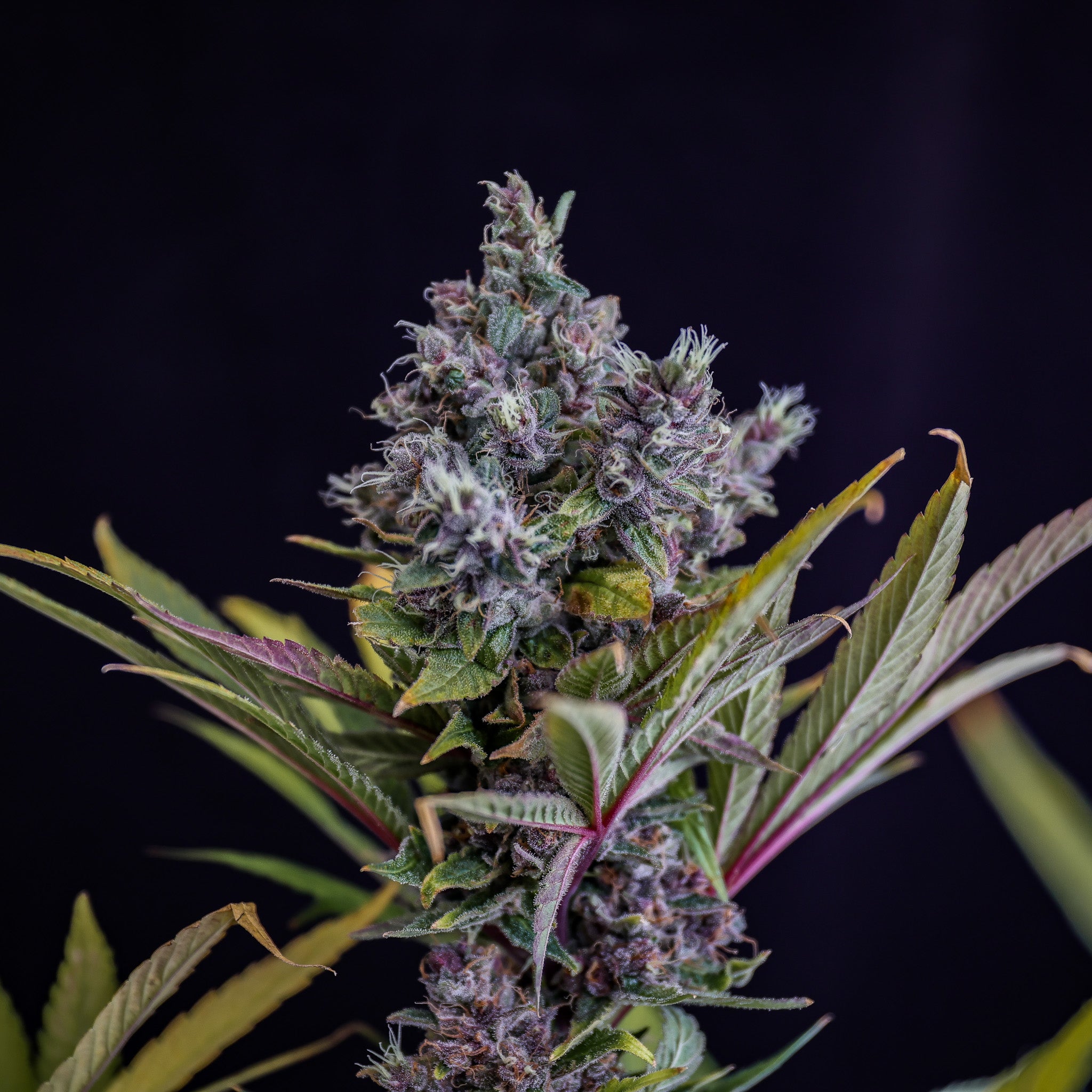 Black Muffin F1 Fast Version®