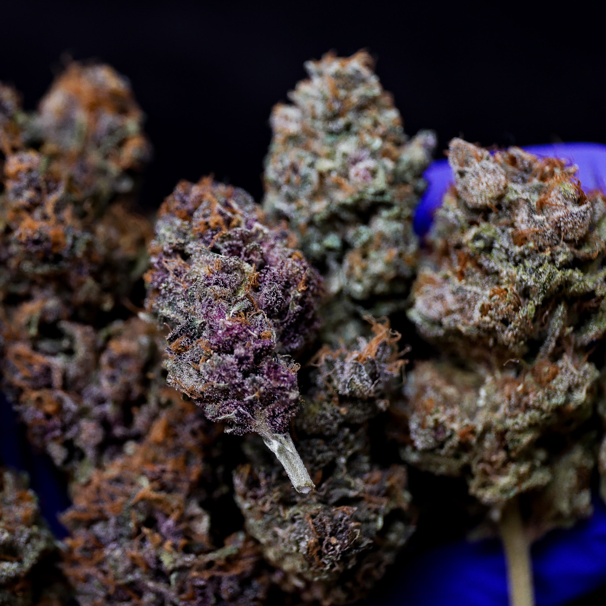 Black Muffin F1 Fast Version®