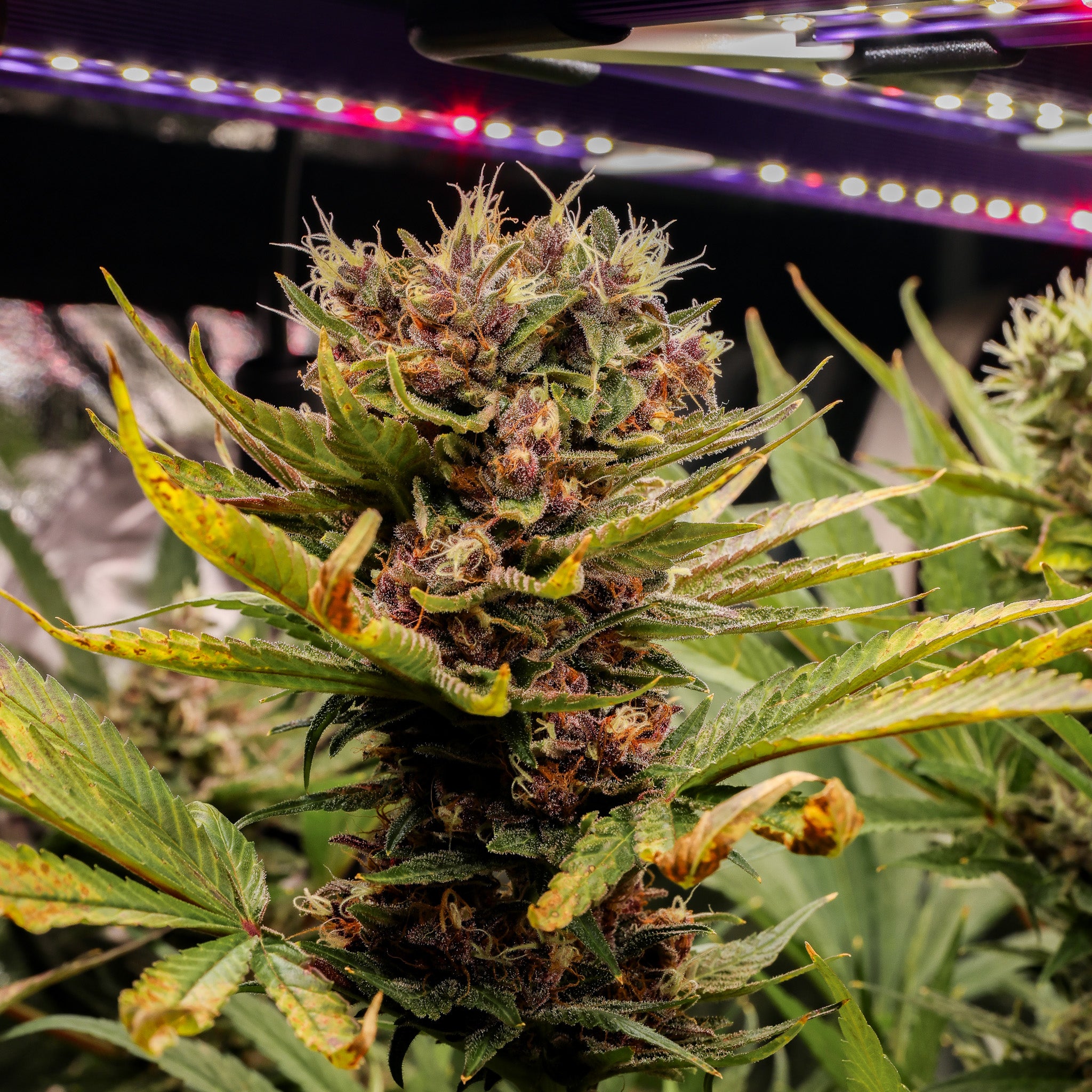 Black Muffin F1 Fast Version®