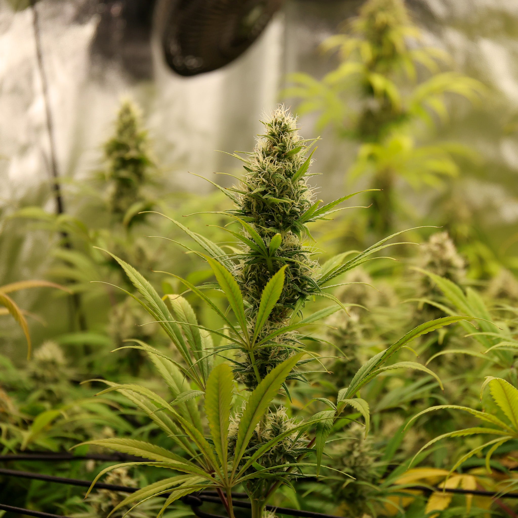 Semillas Ethiopian x Wabba - 5 Semillas Feminizadas