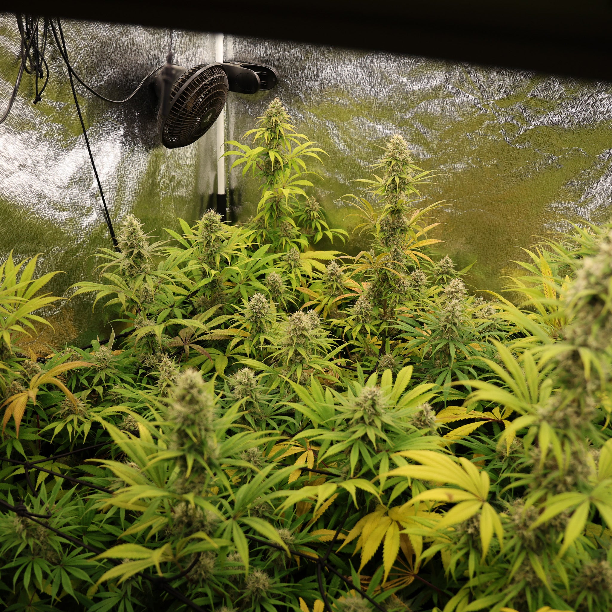 Semillas Ethiopian x Wabba - 5 Semillas Feminizadas