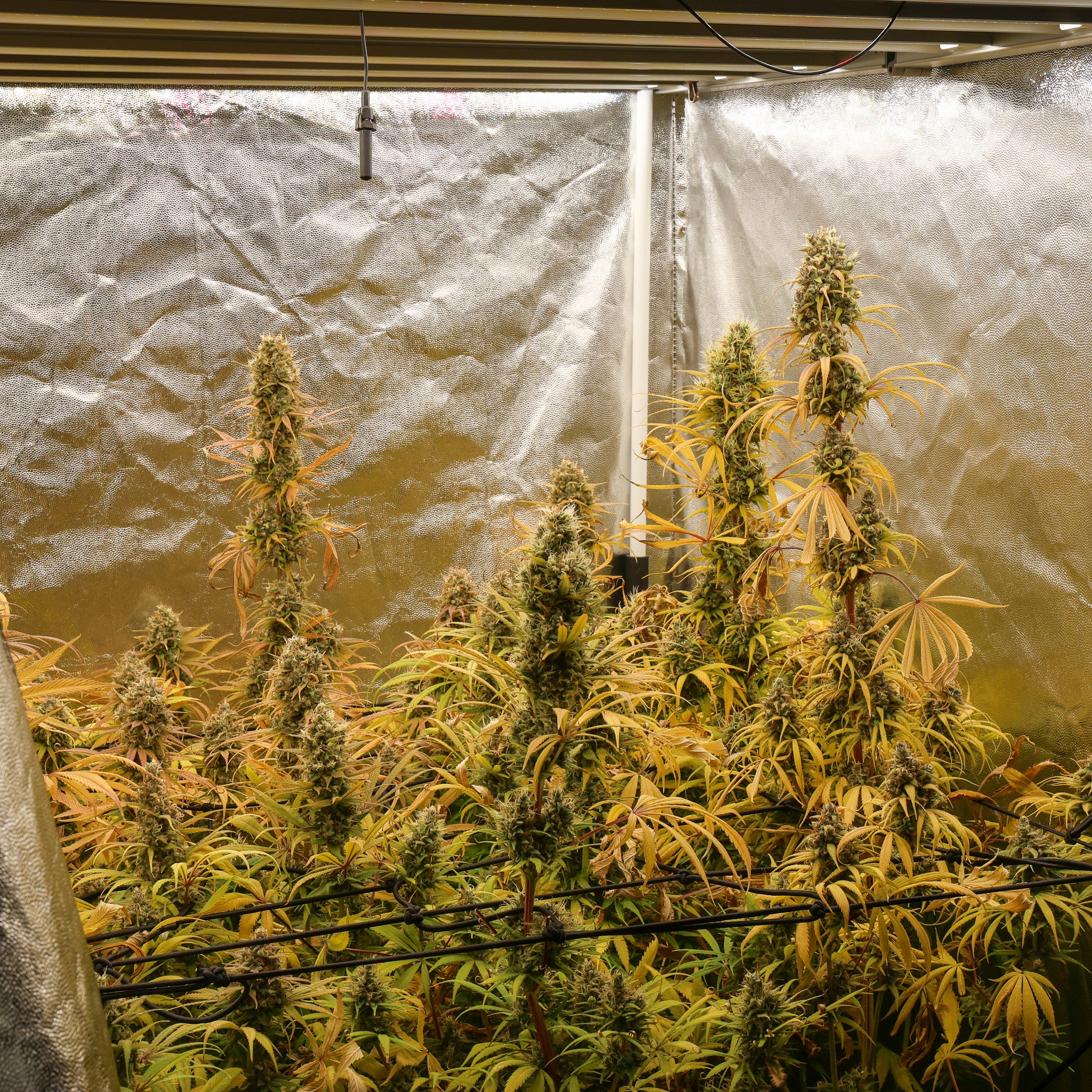 Semillas Ethiopian x Wabba - 5 Semillas Feminizadas