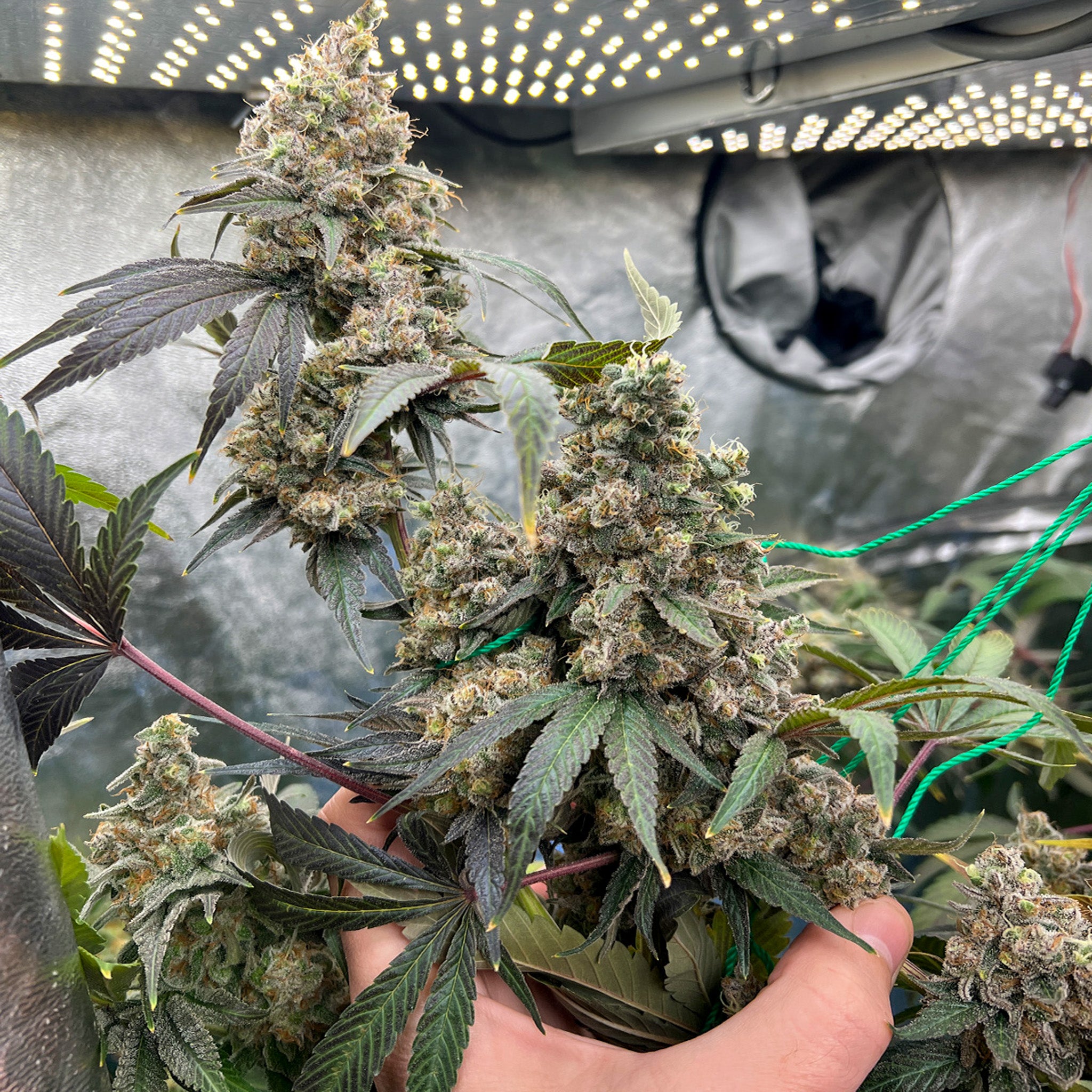 Banana Hammock x Wabba Fem (5 und)