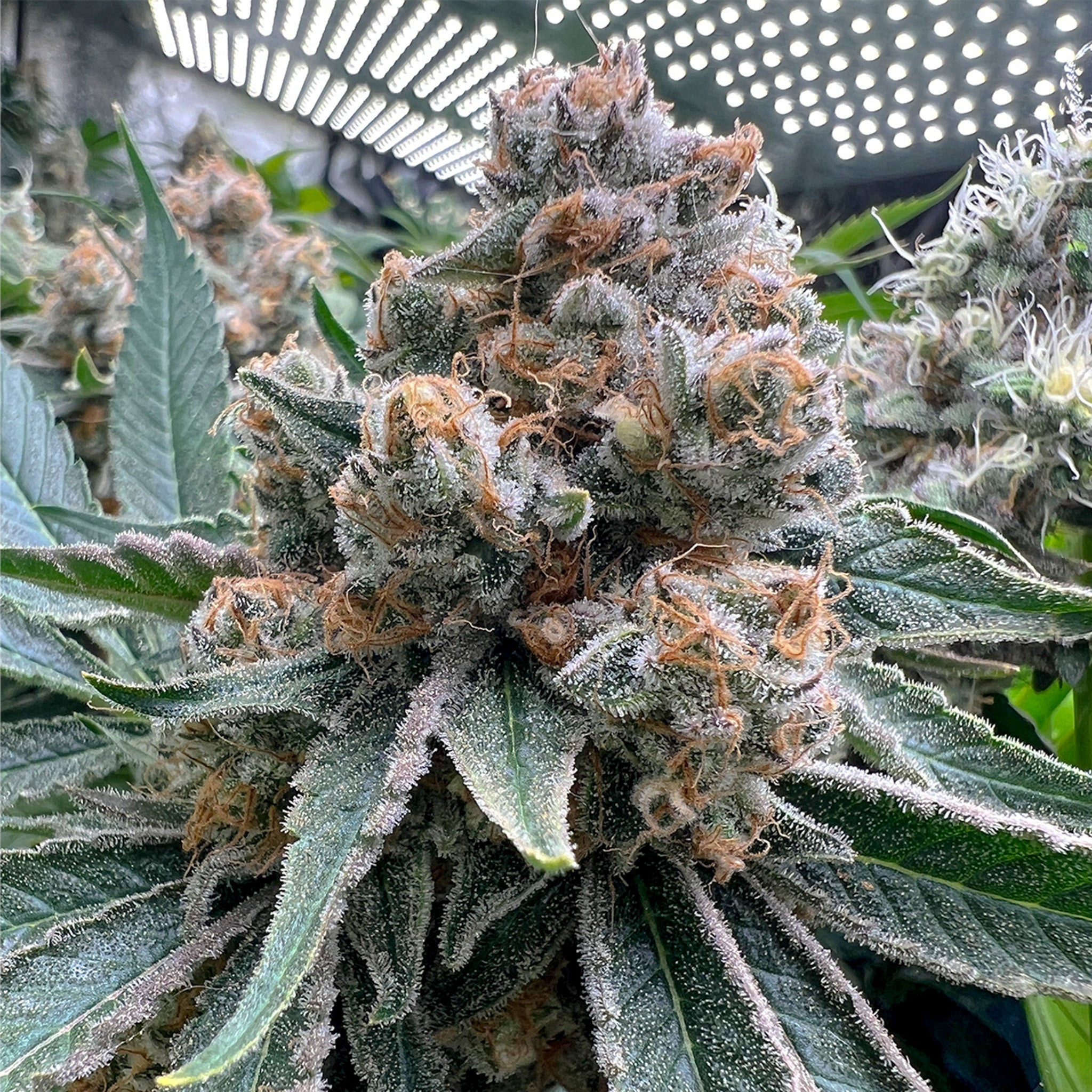 Banana Hammock x Wabba Fem (5 und)