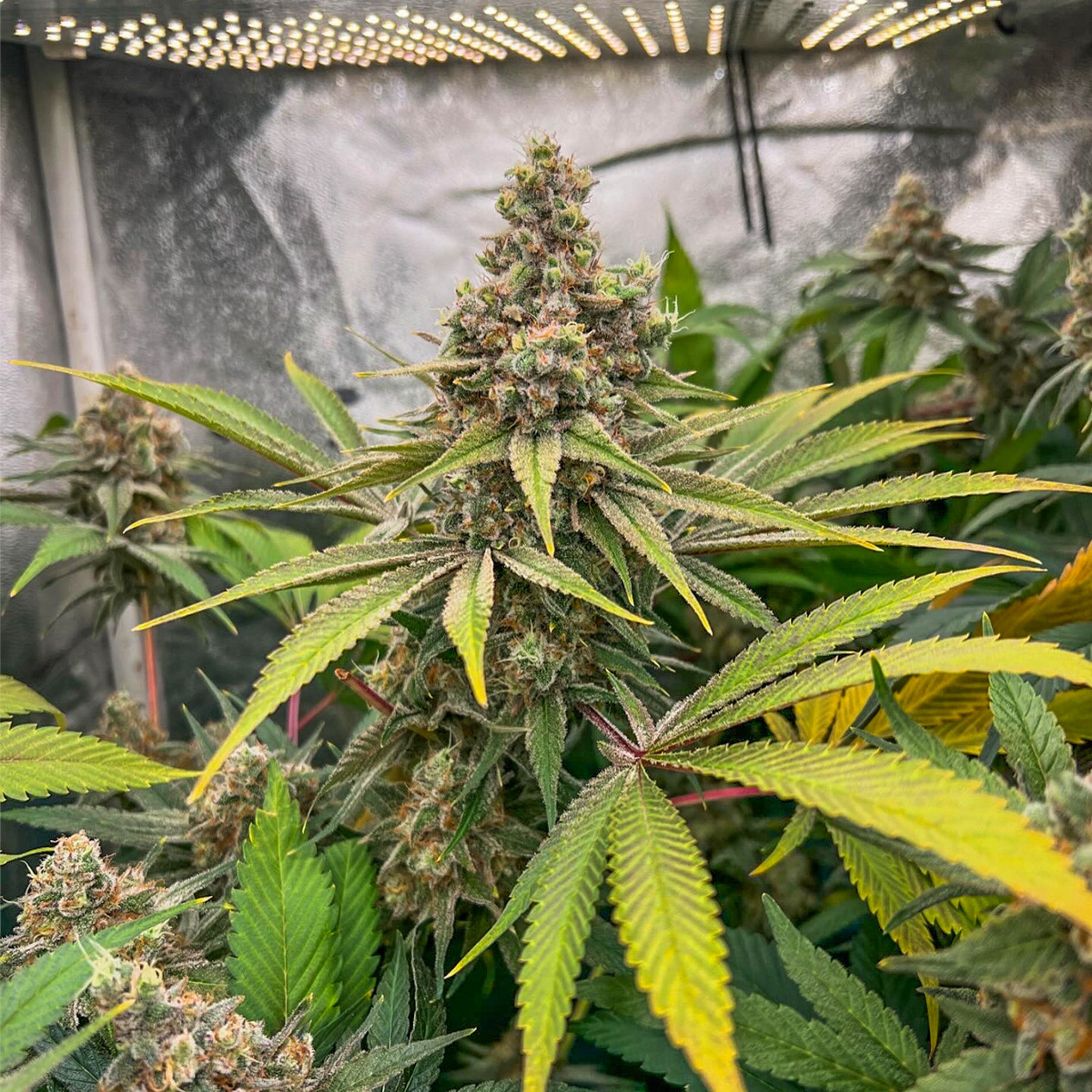 Banana Hammock x Wabba Fem (5 und)