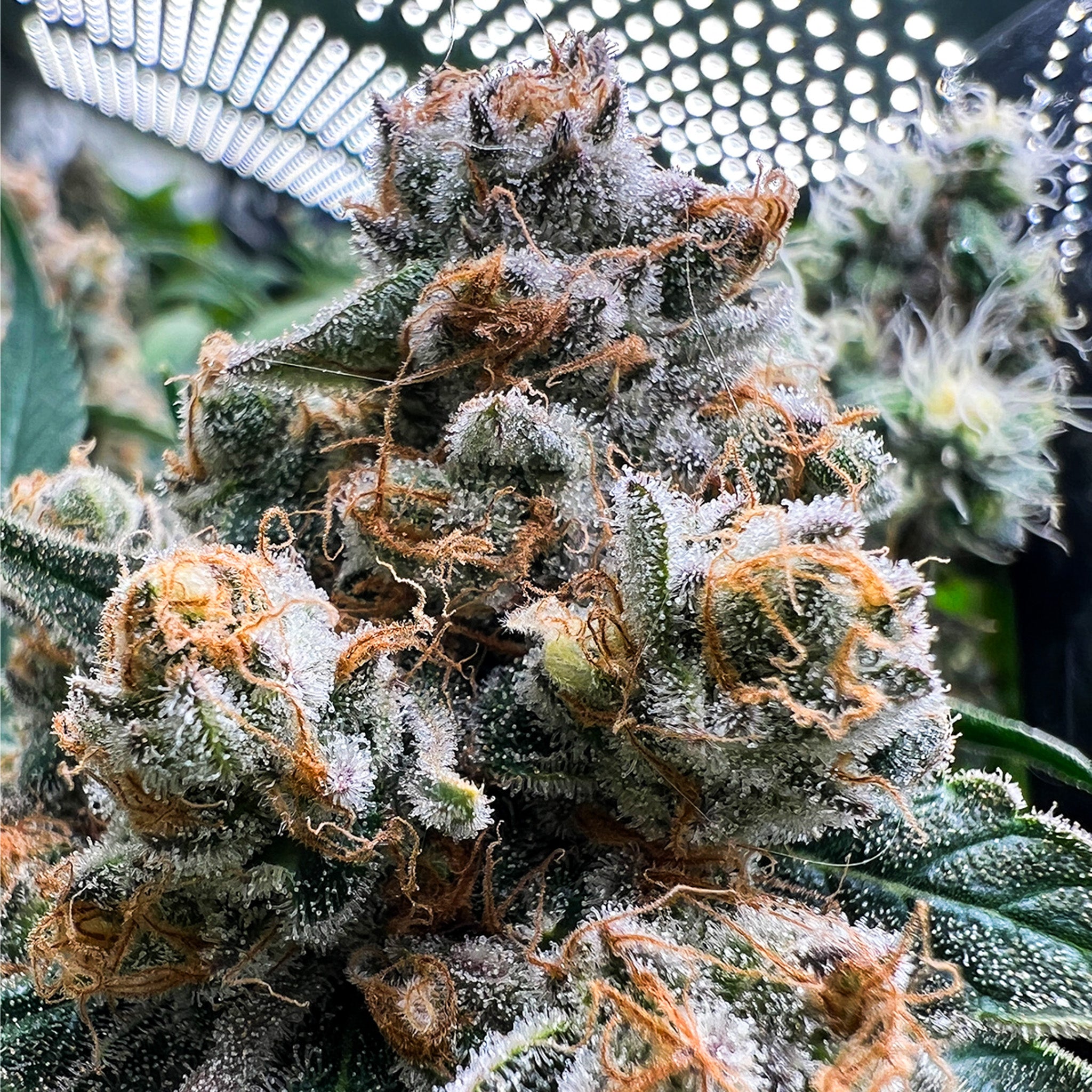 Banana Hammock x Wabba Fem (5 und)