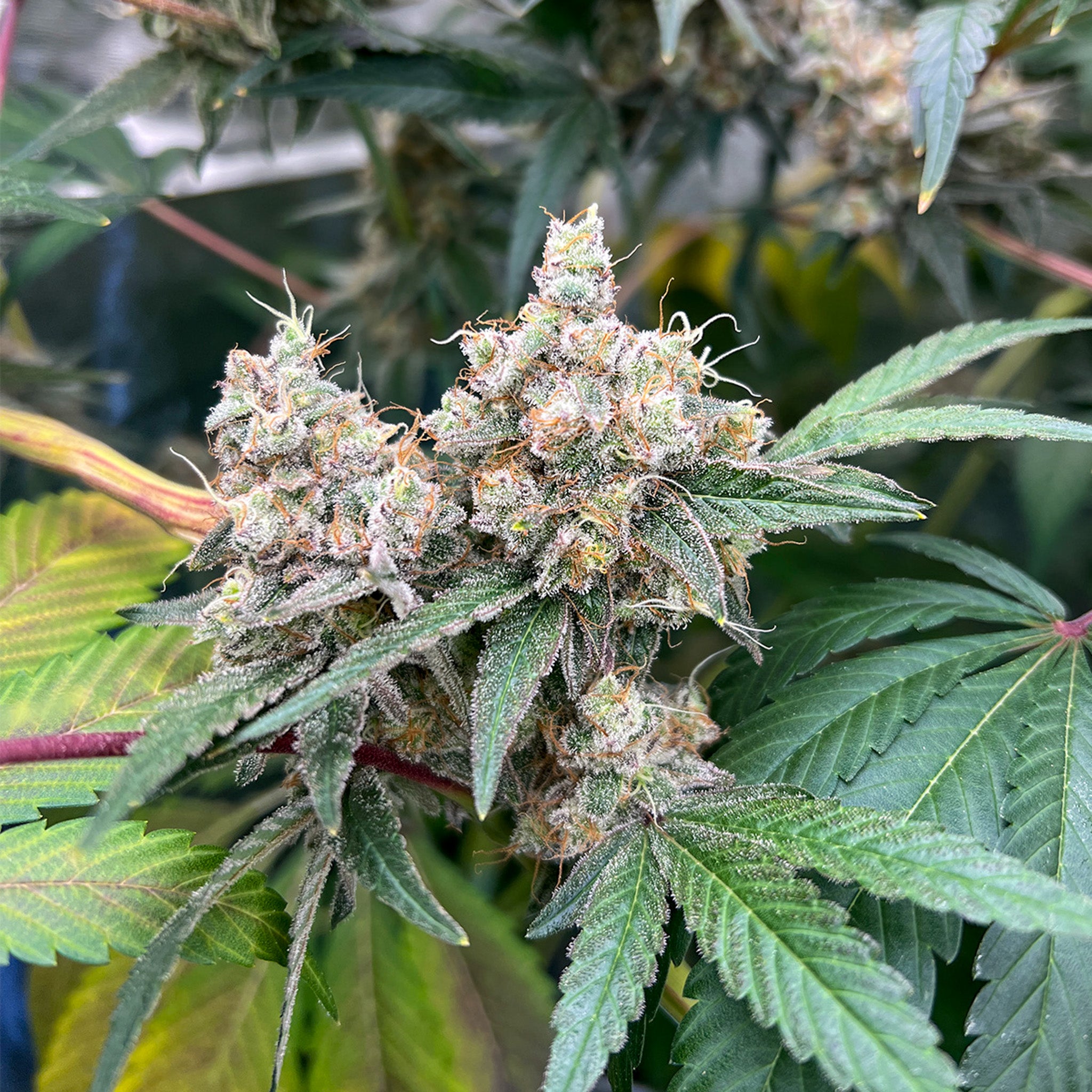 Banana Hammock x Wabba Fem (5 und)