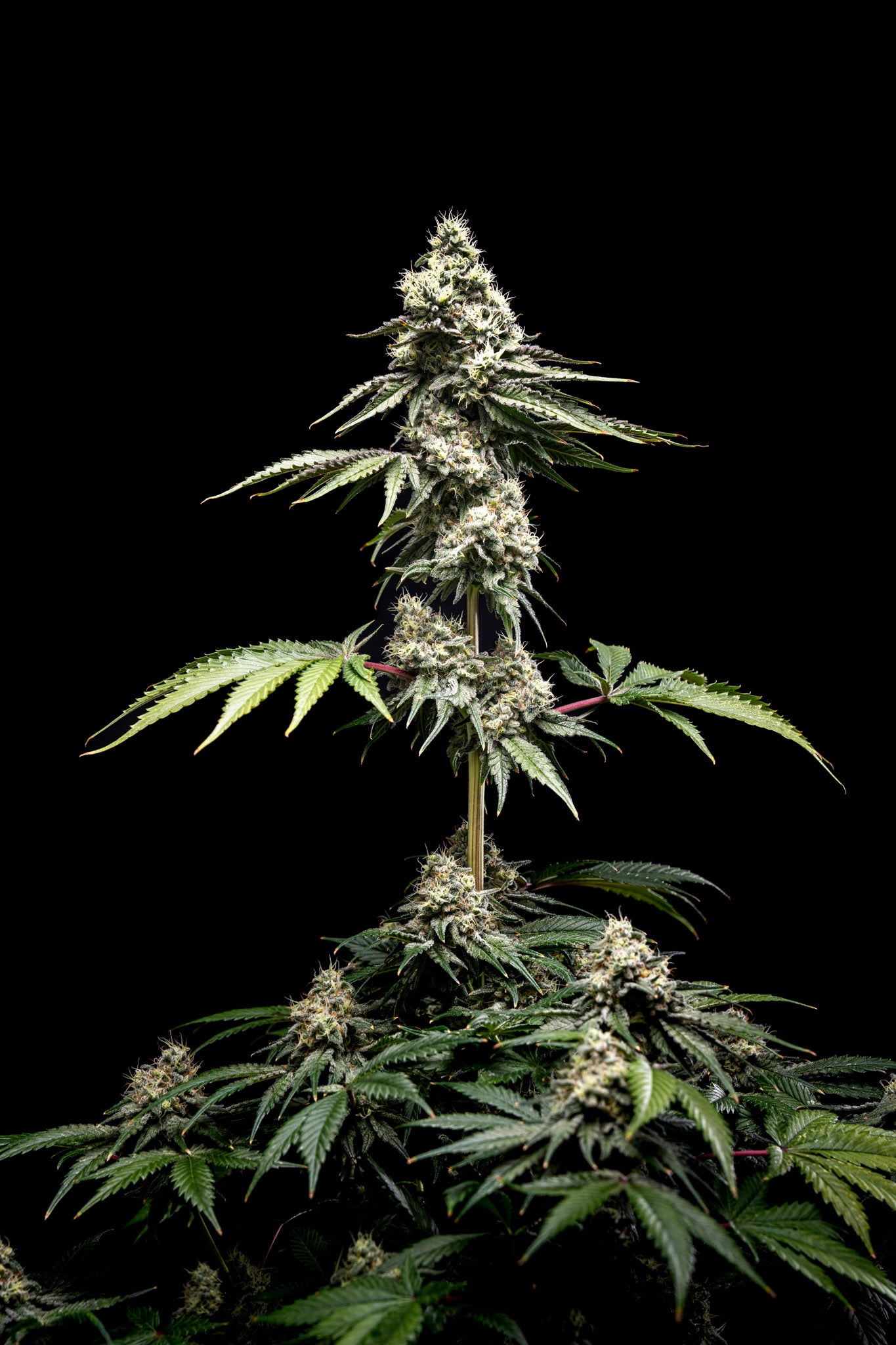Planta de cannabis Clementine Slush de World Breeders en floración. Cogollos grandes y densos con alta densidad de tricomas.