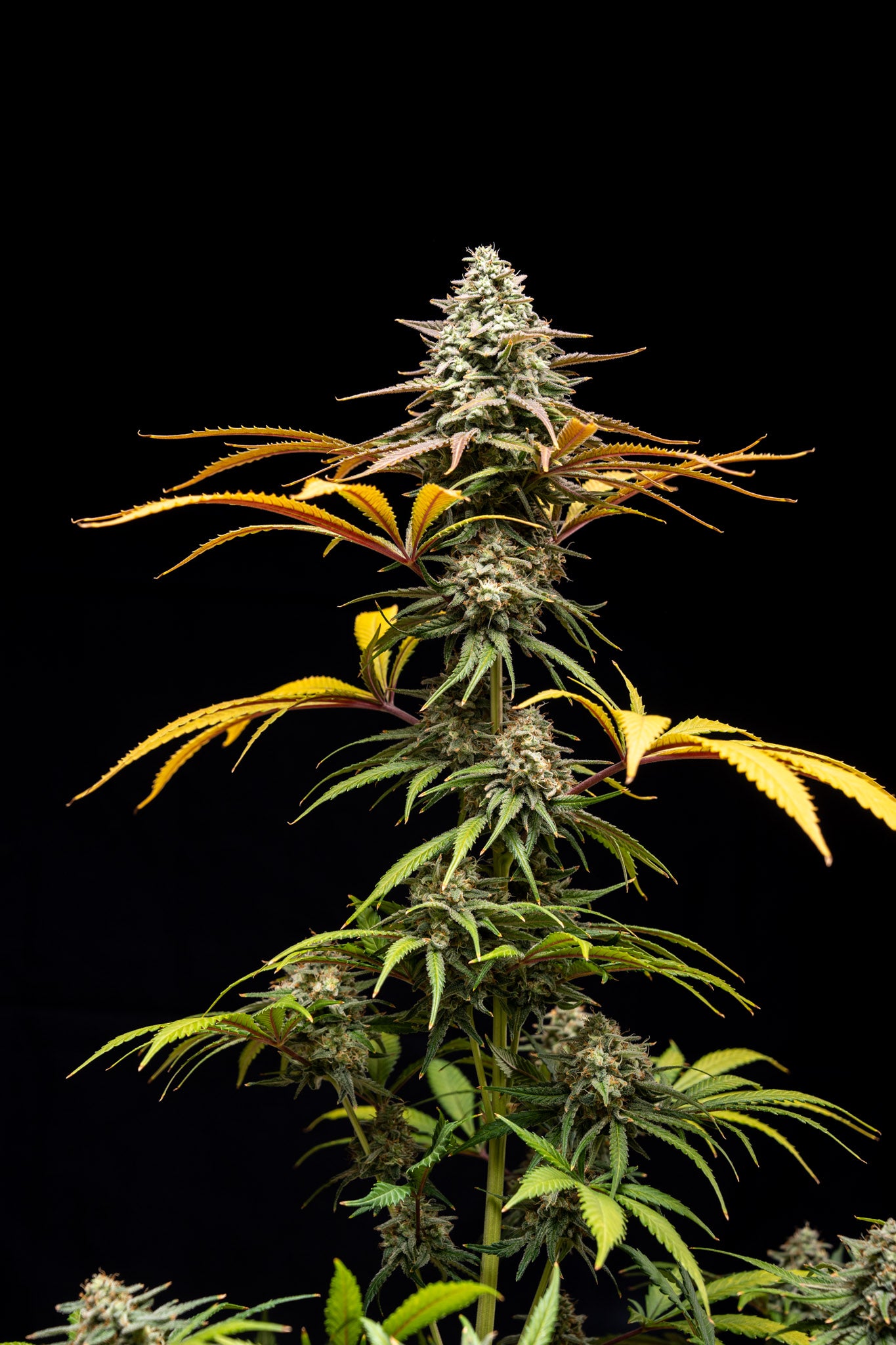 Planta en etapa final de cultivo de la variedad Crunch, mostrando la estructura densa y resinosa del cogollo