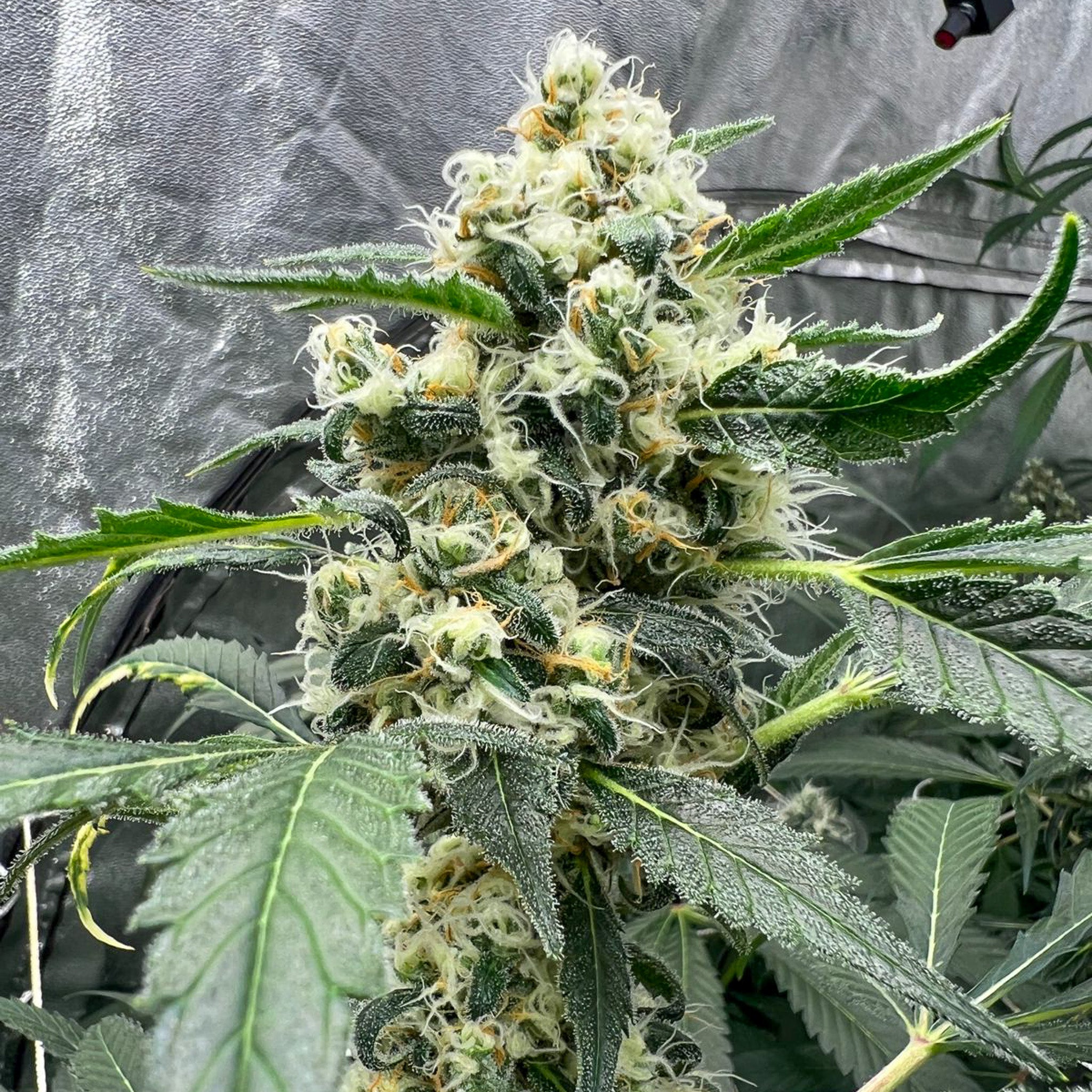 Semillas Ethiopian x Wabba - 5 Semillas Feminizadas