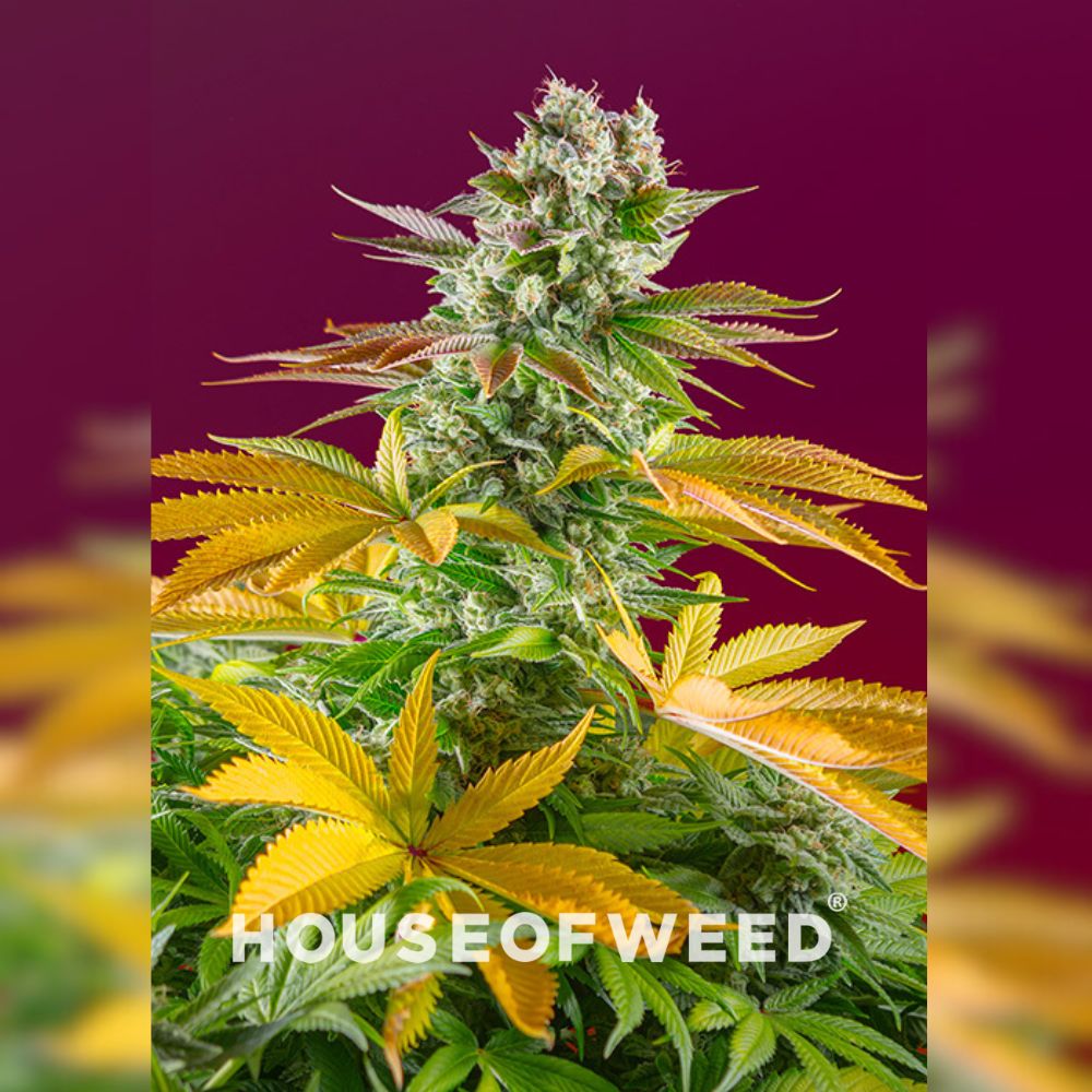 Gorilla Girl Fast Version de Sweet Seeds