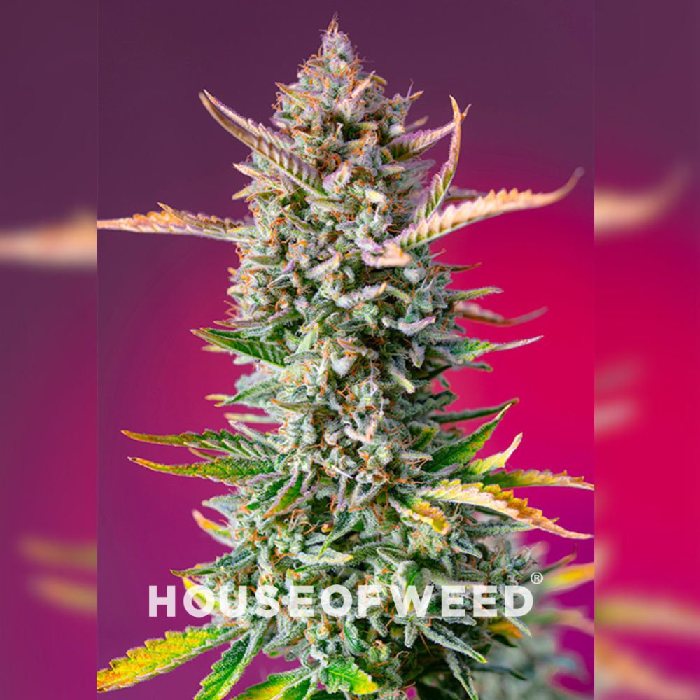 Gorilla Sherbet F1 Fast Version de Sweet Seeds