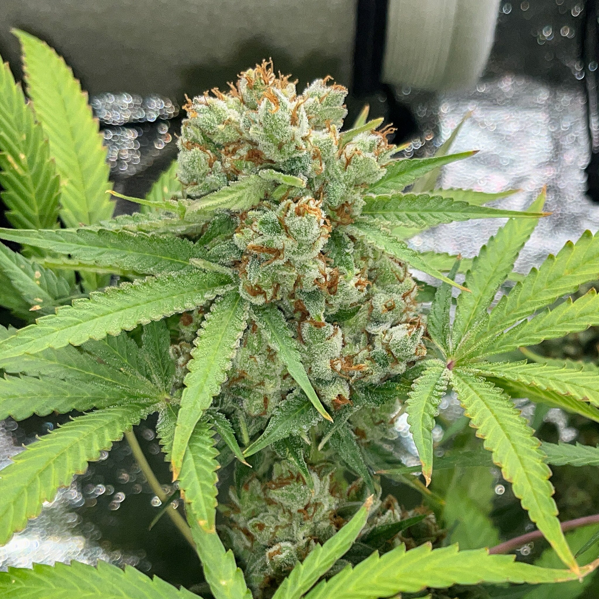 Papaya Zoap F1 Fast Version®