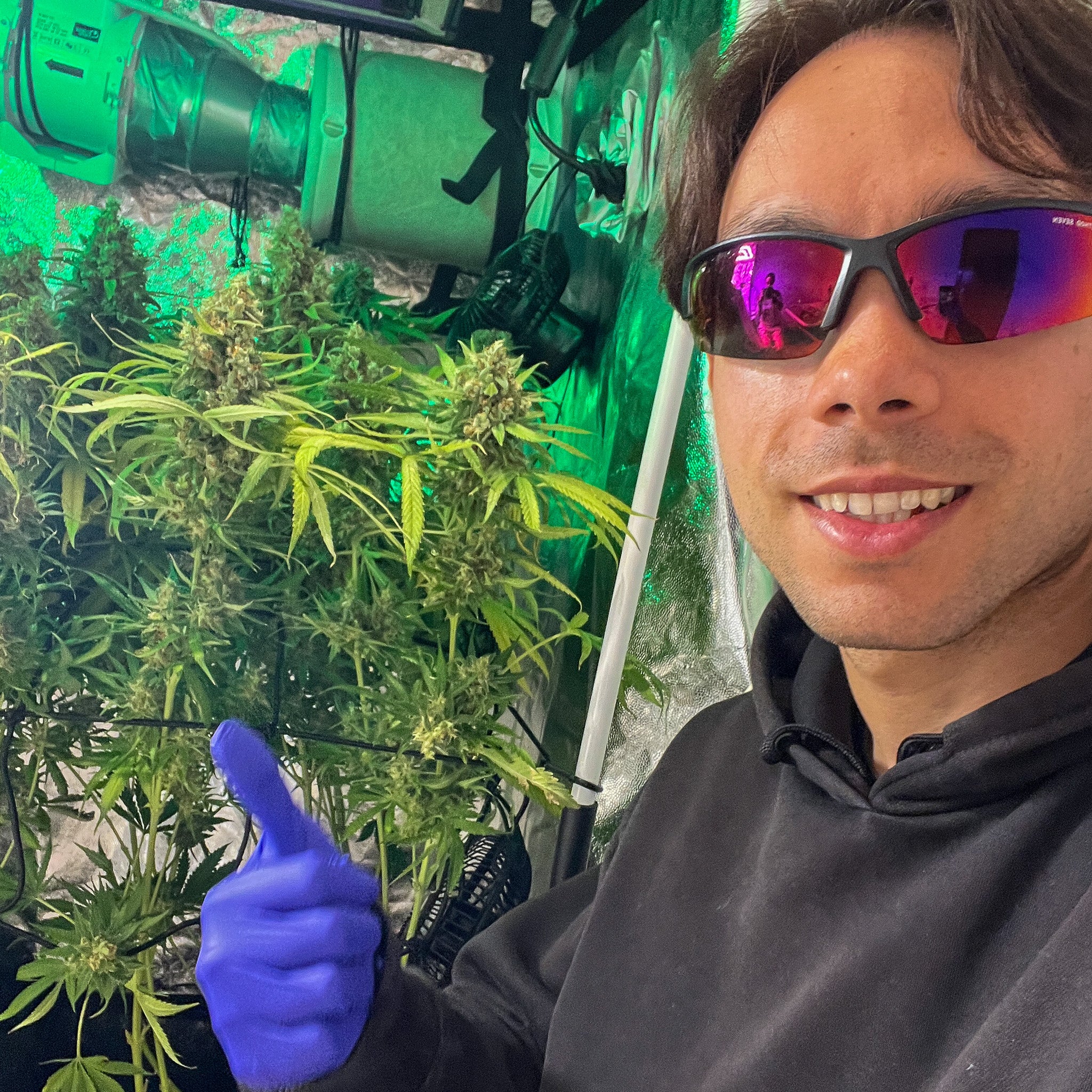 Papaya Zoap F1 Fast Version®