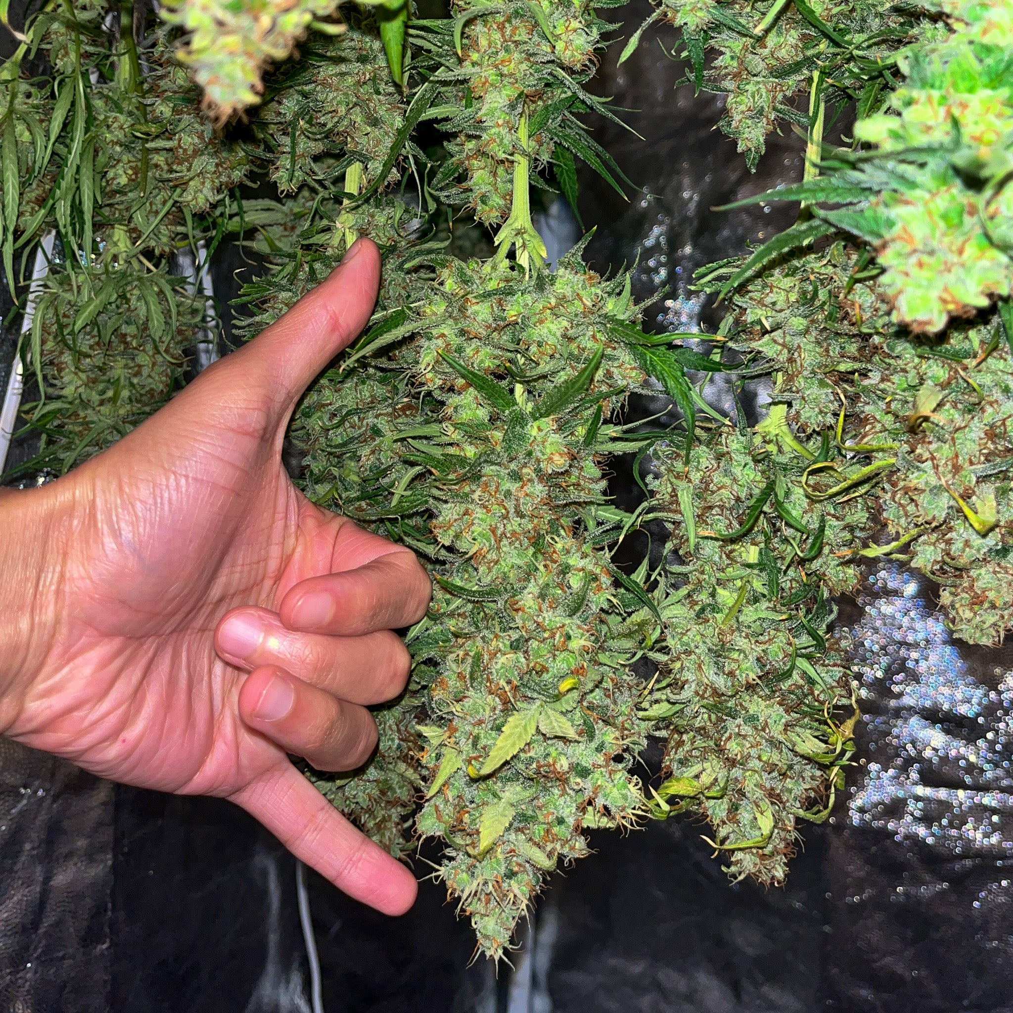 Papaya Zoap F1 Fast Version®